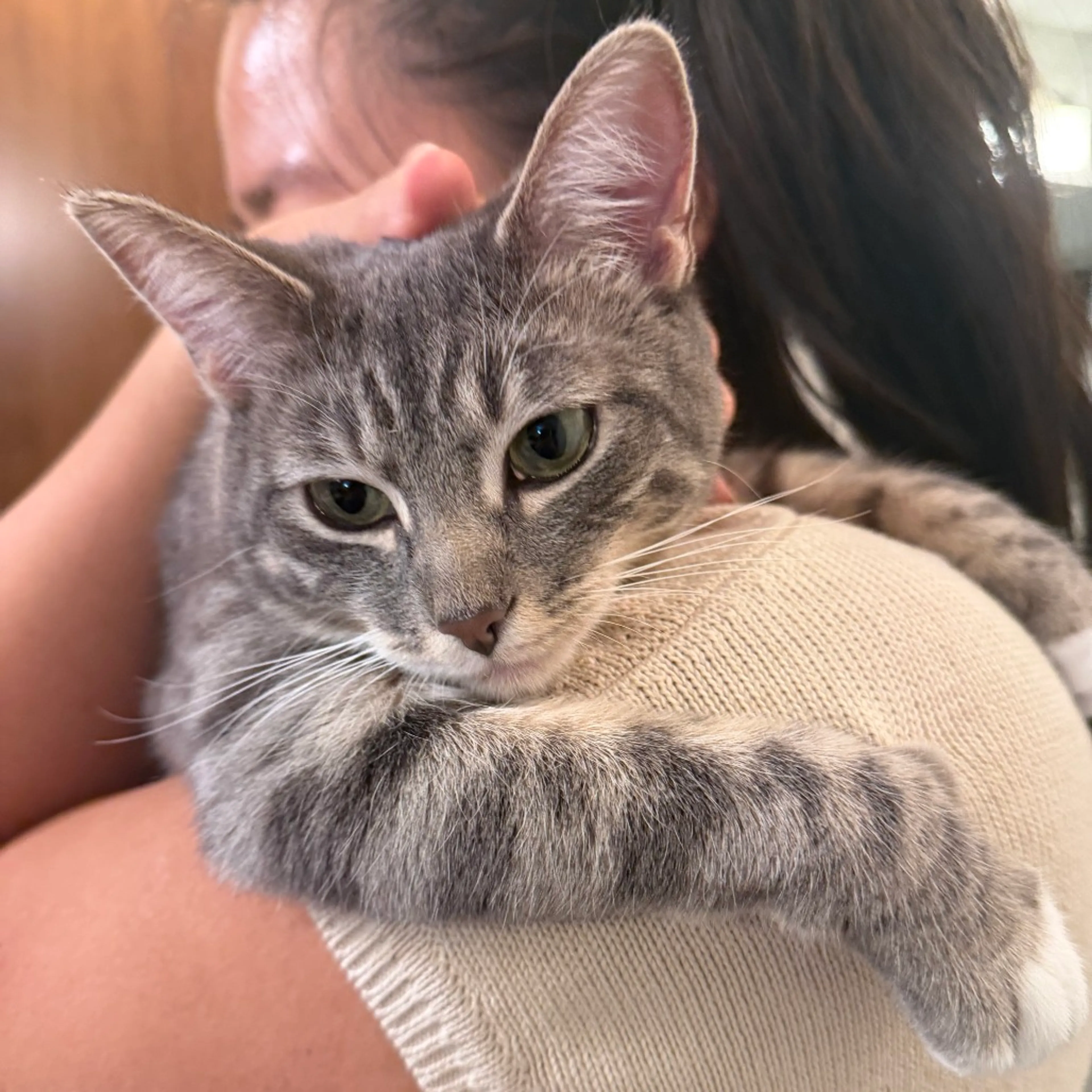 Found pet-1