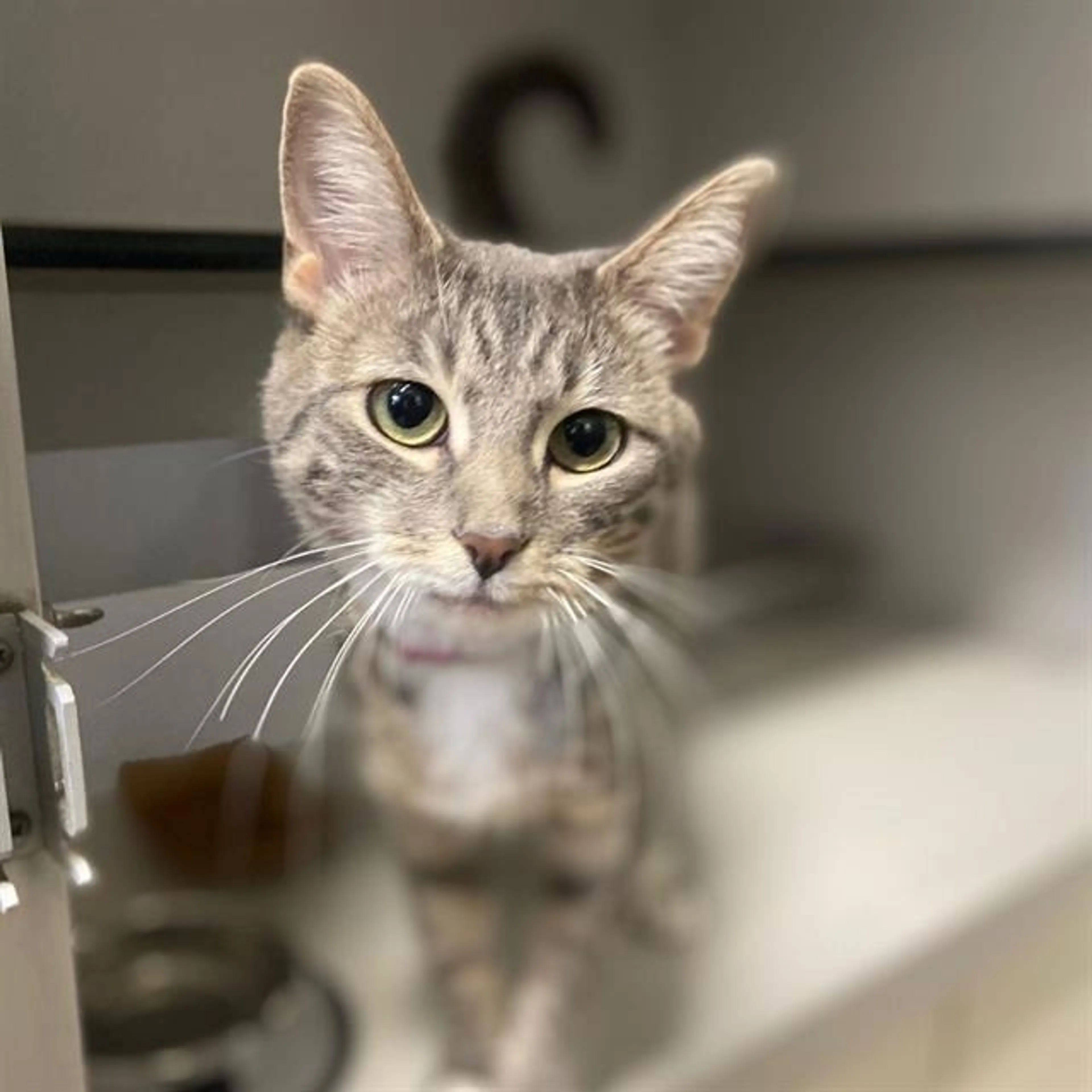 Found pet