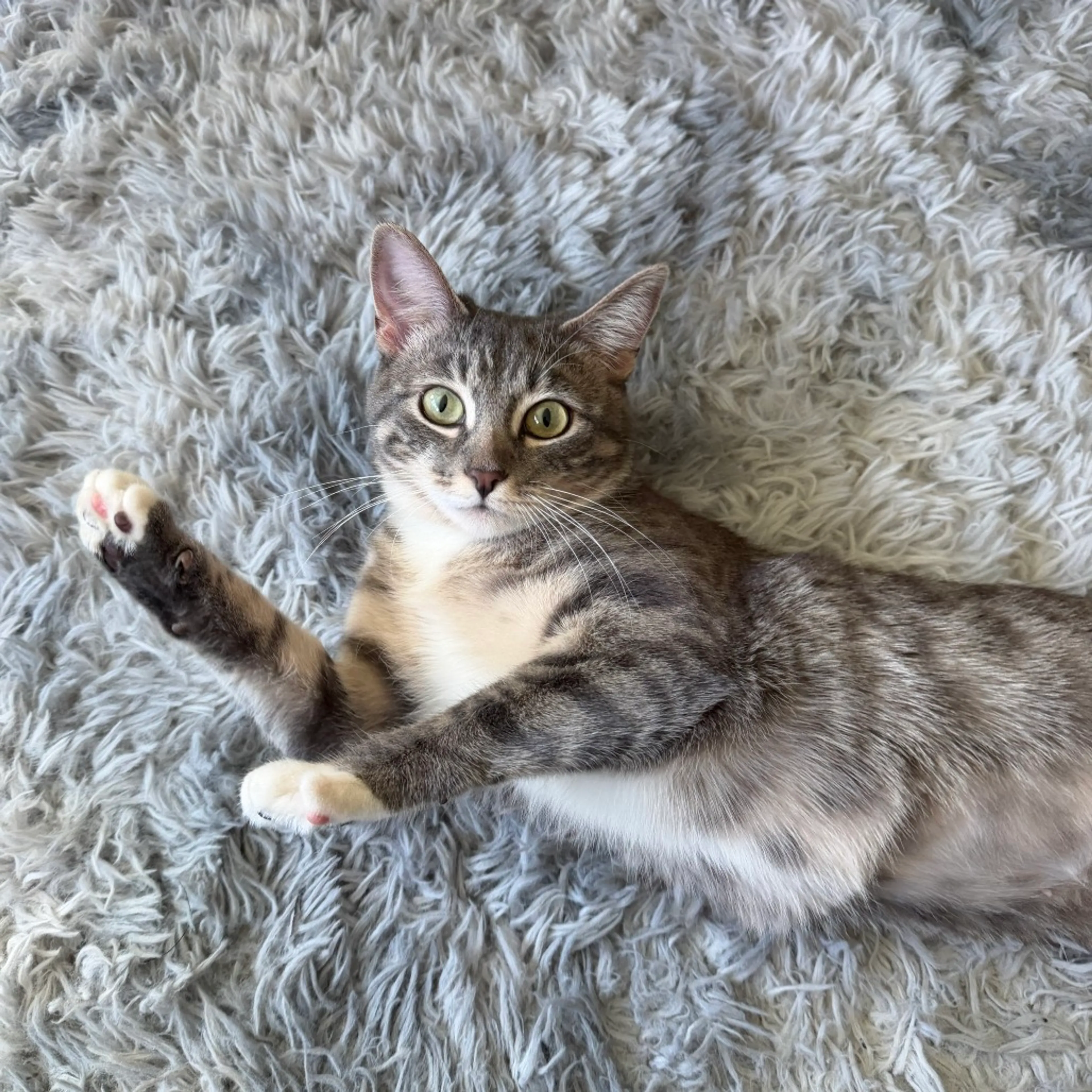Found pet-0