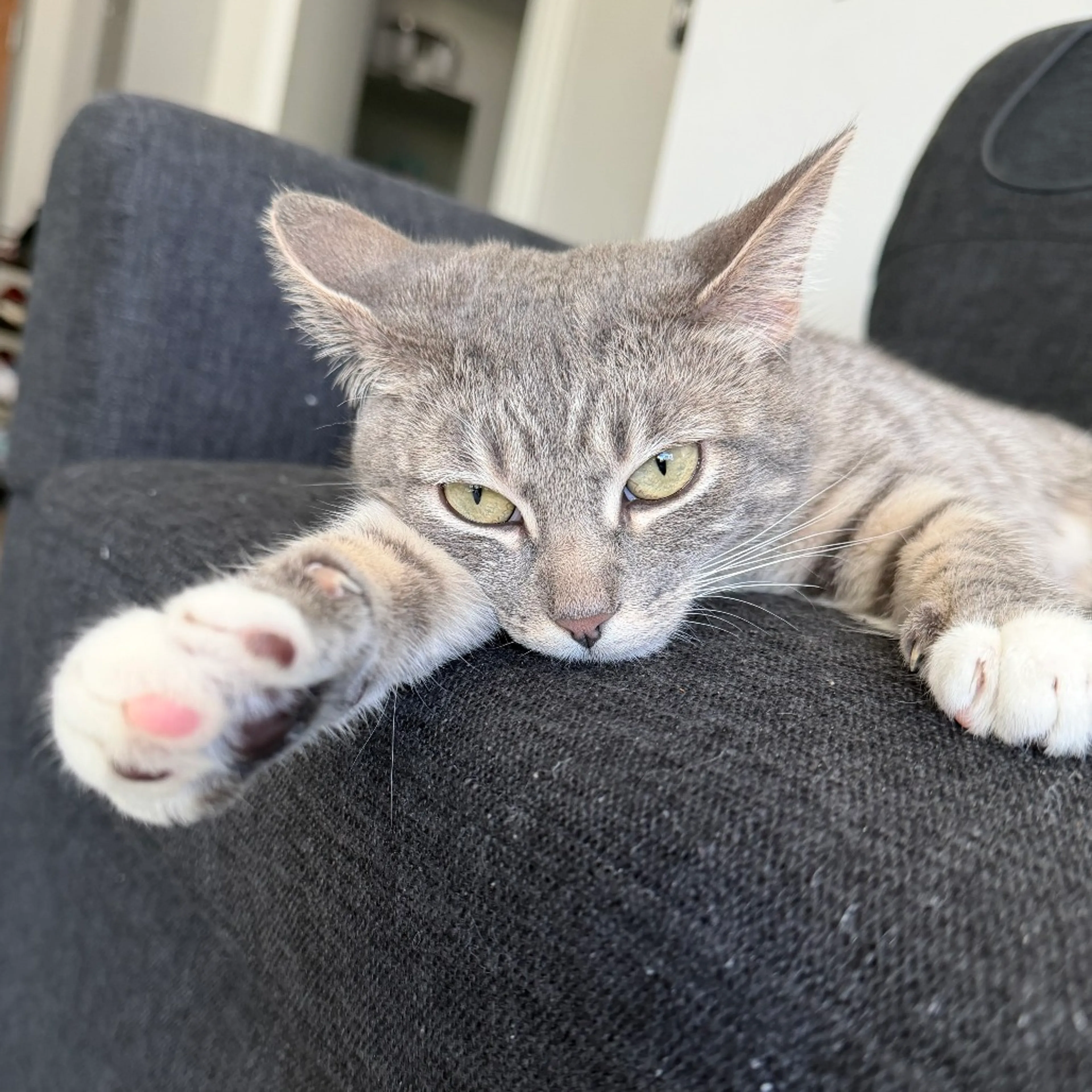 Found pet-5