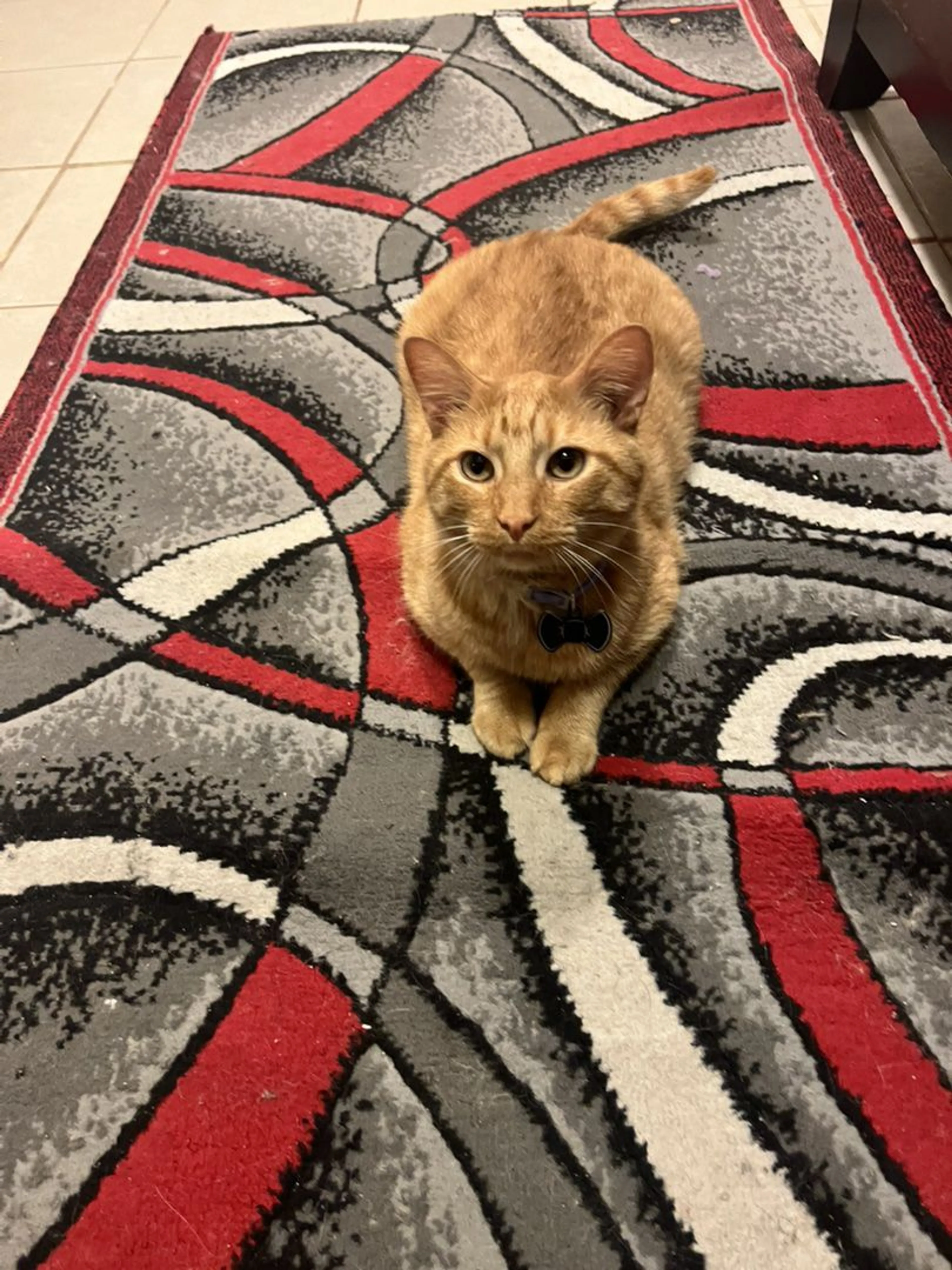 Lost pet-1