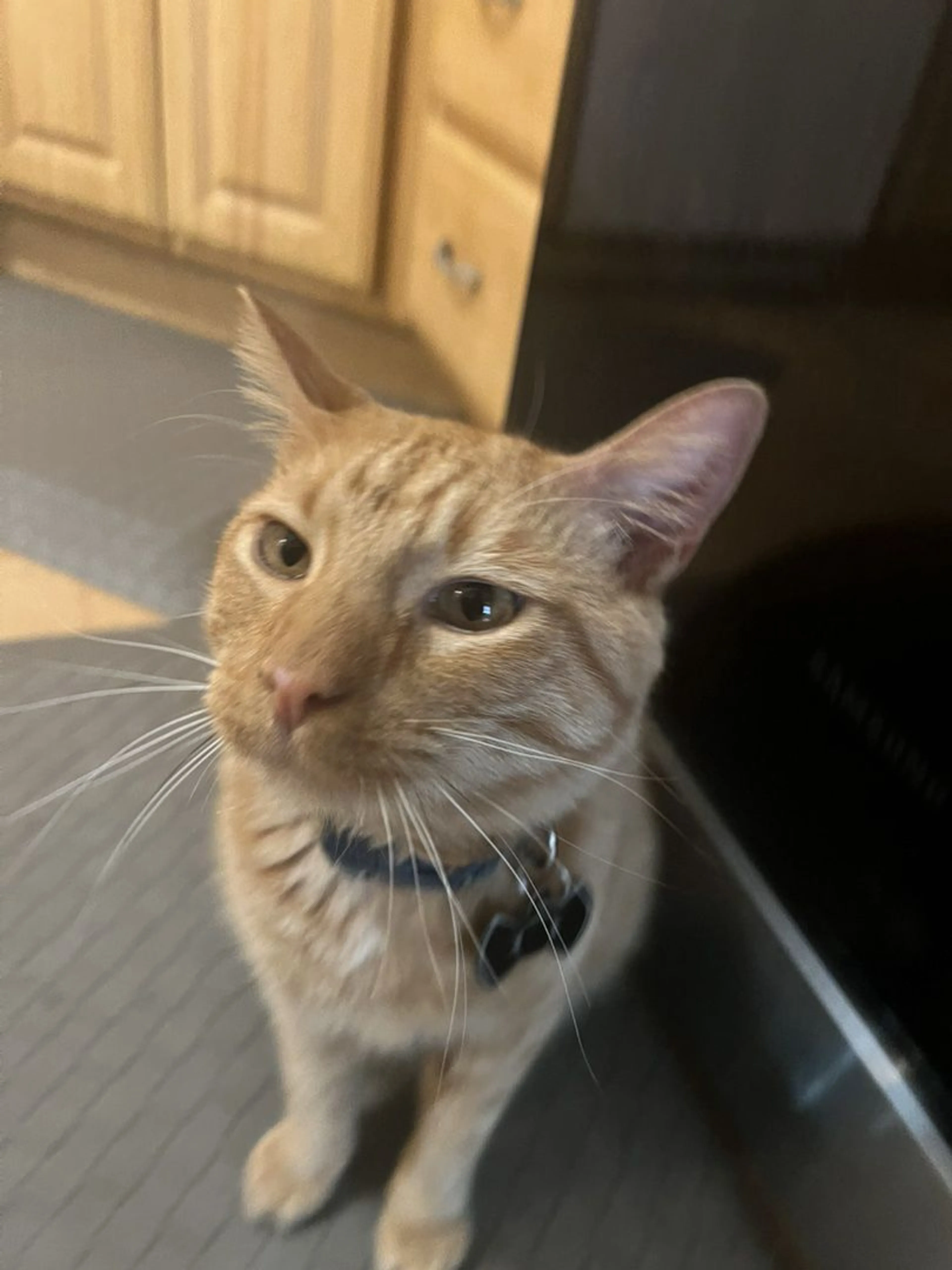 Lost pet-0