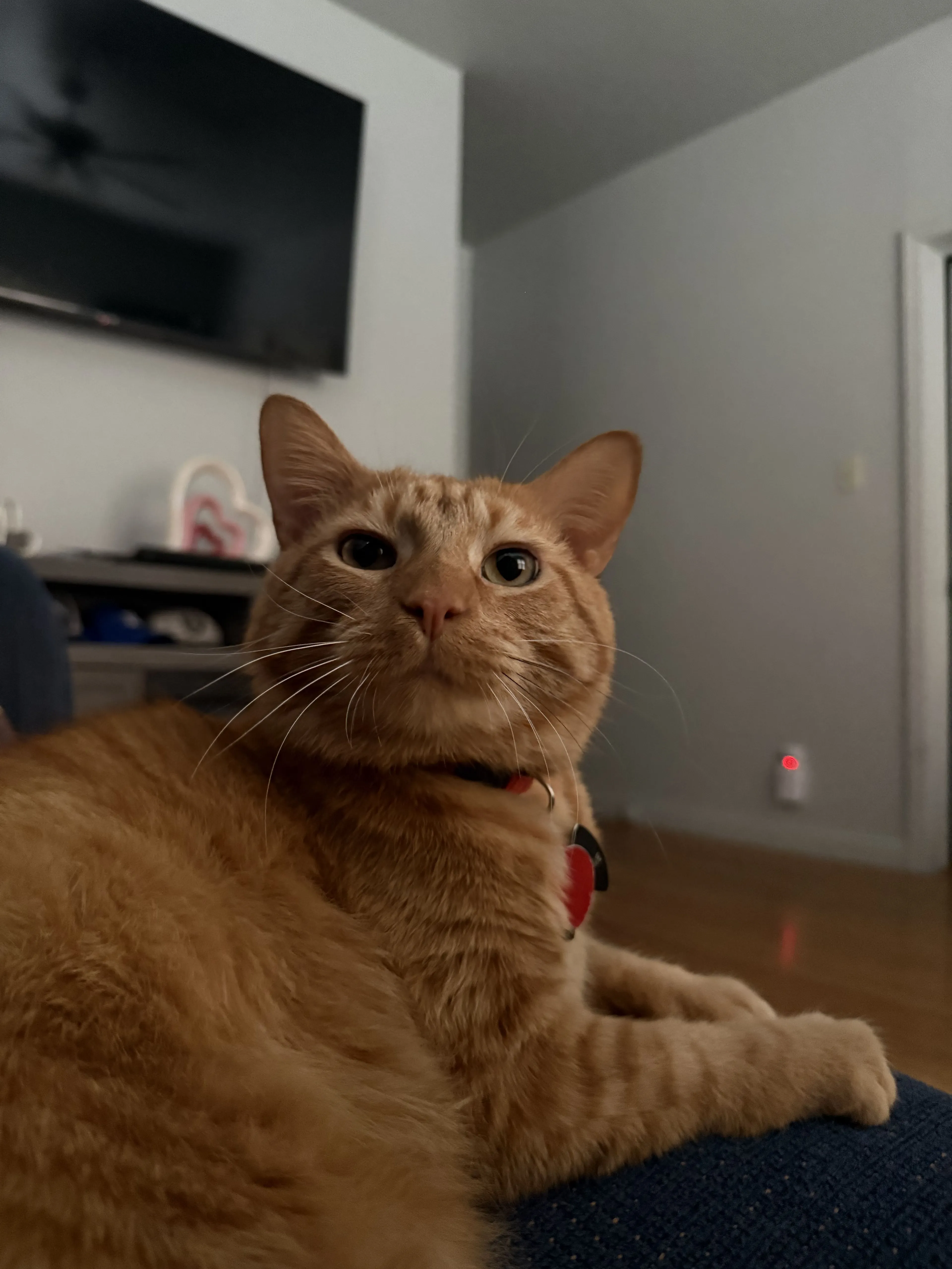 Lost pet-2
