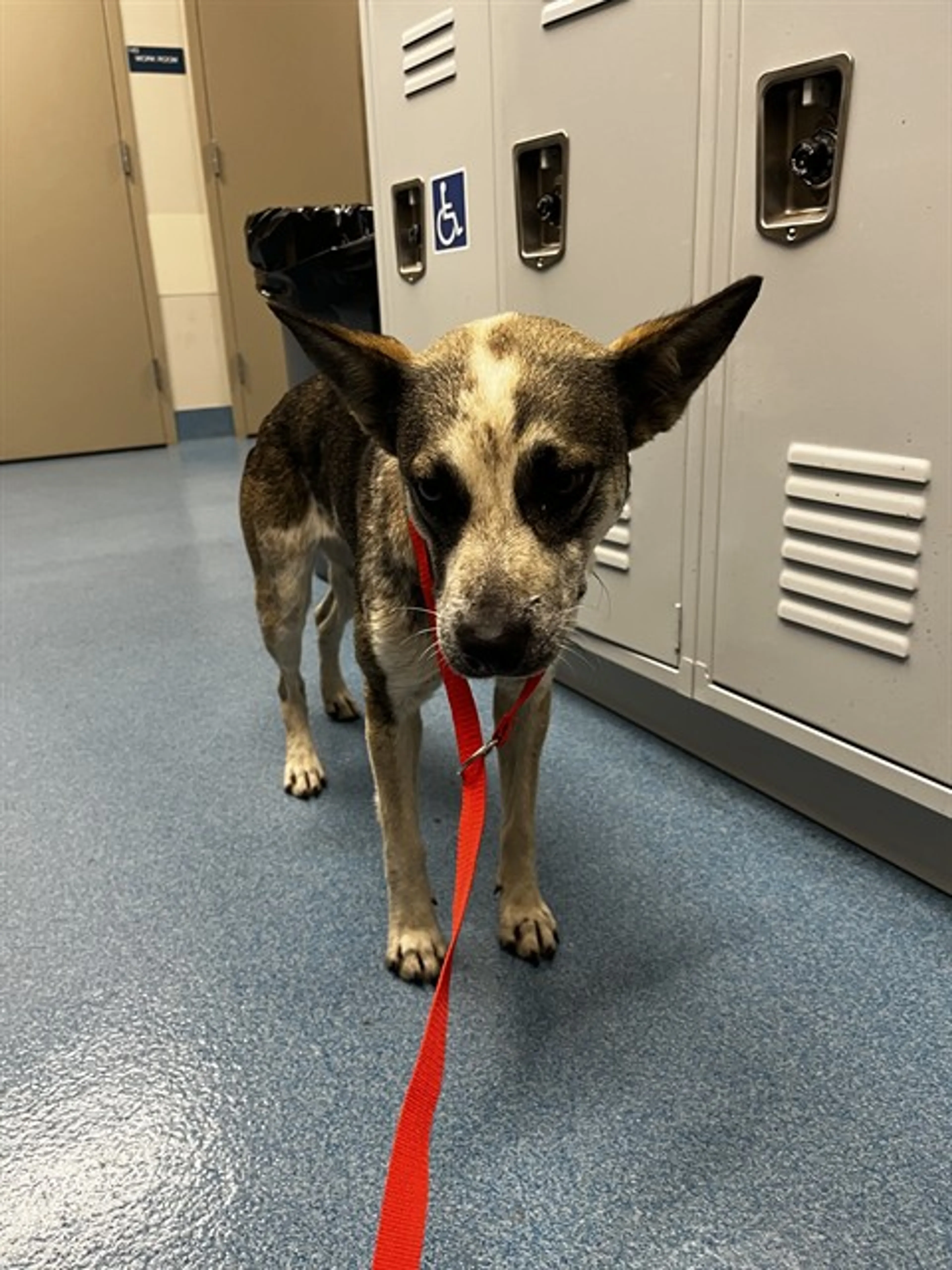 Found pet