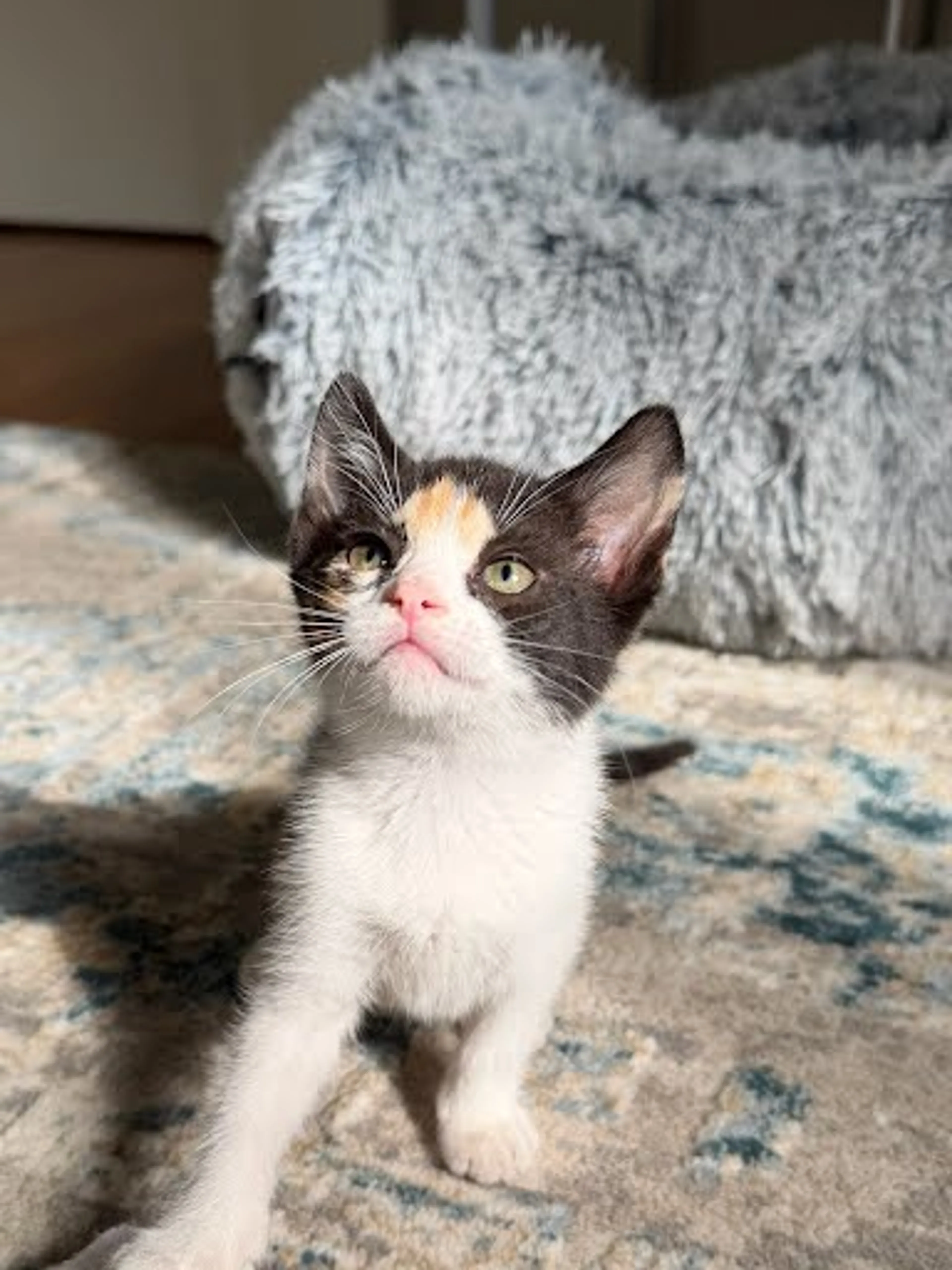 Found pet-0