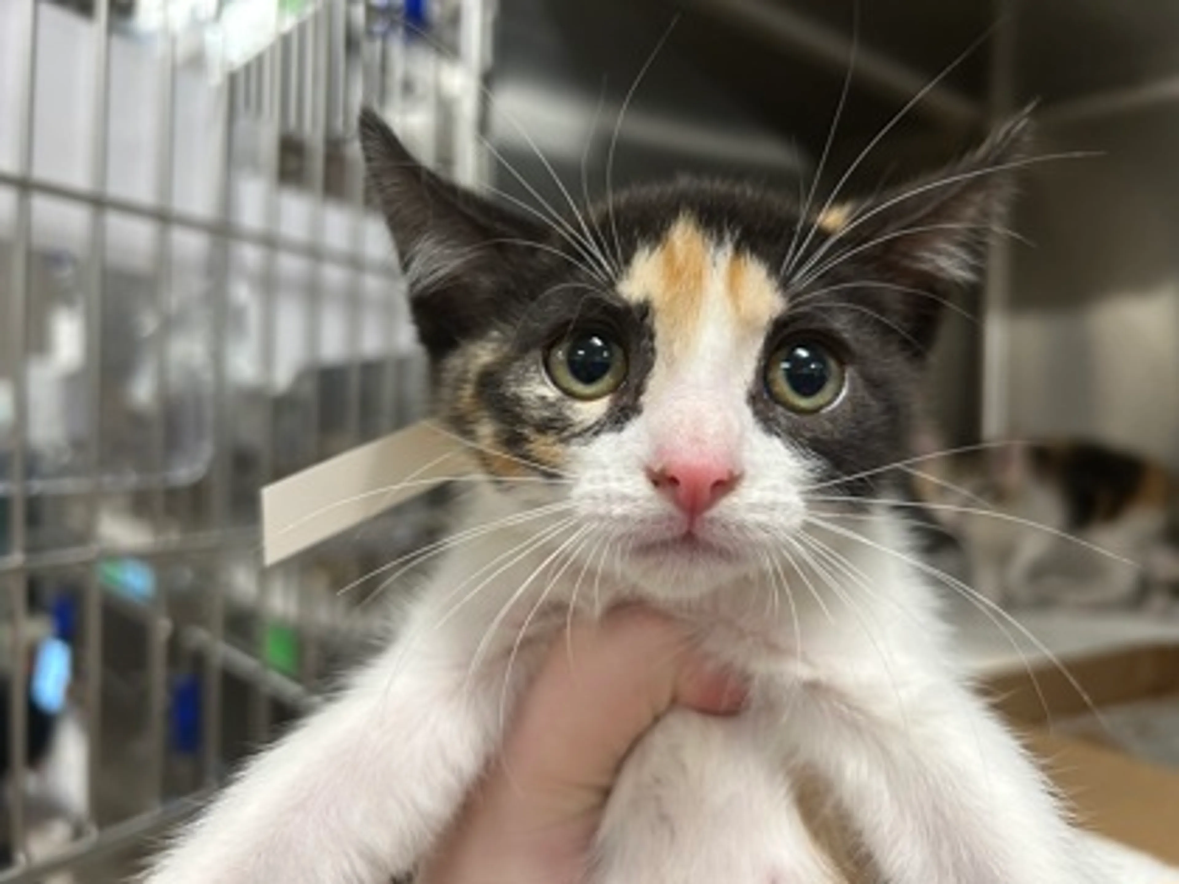 Found pet-1