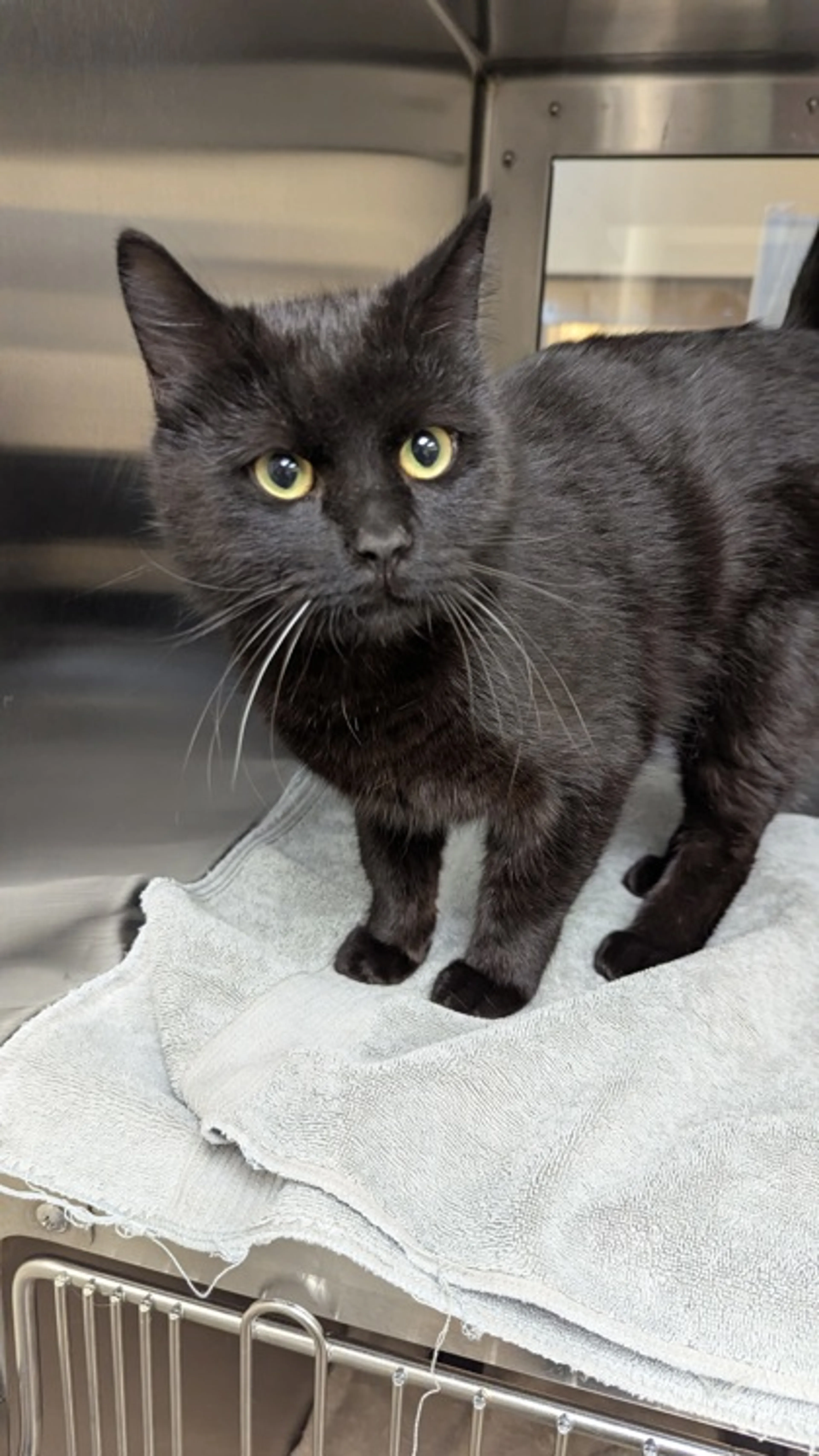 Found pet-1