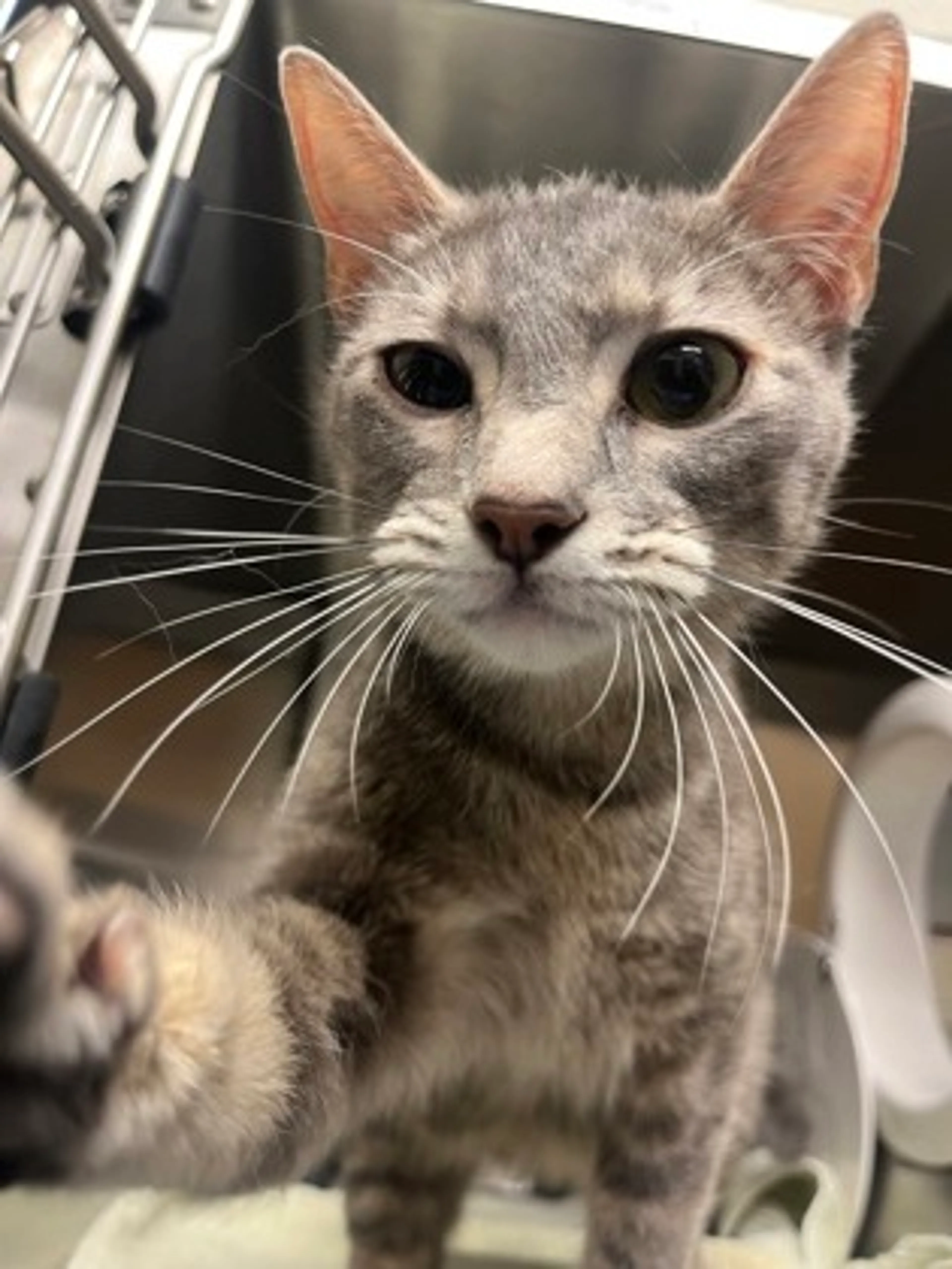 Found pet-1