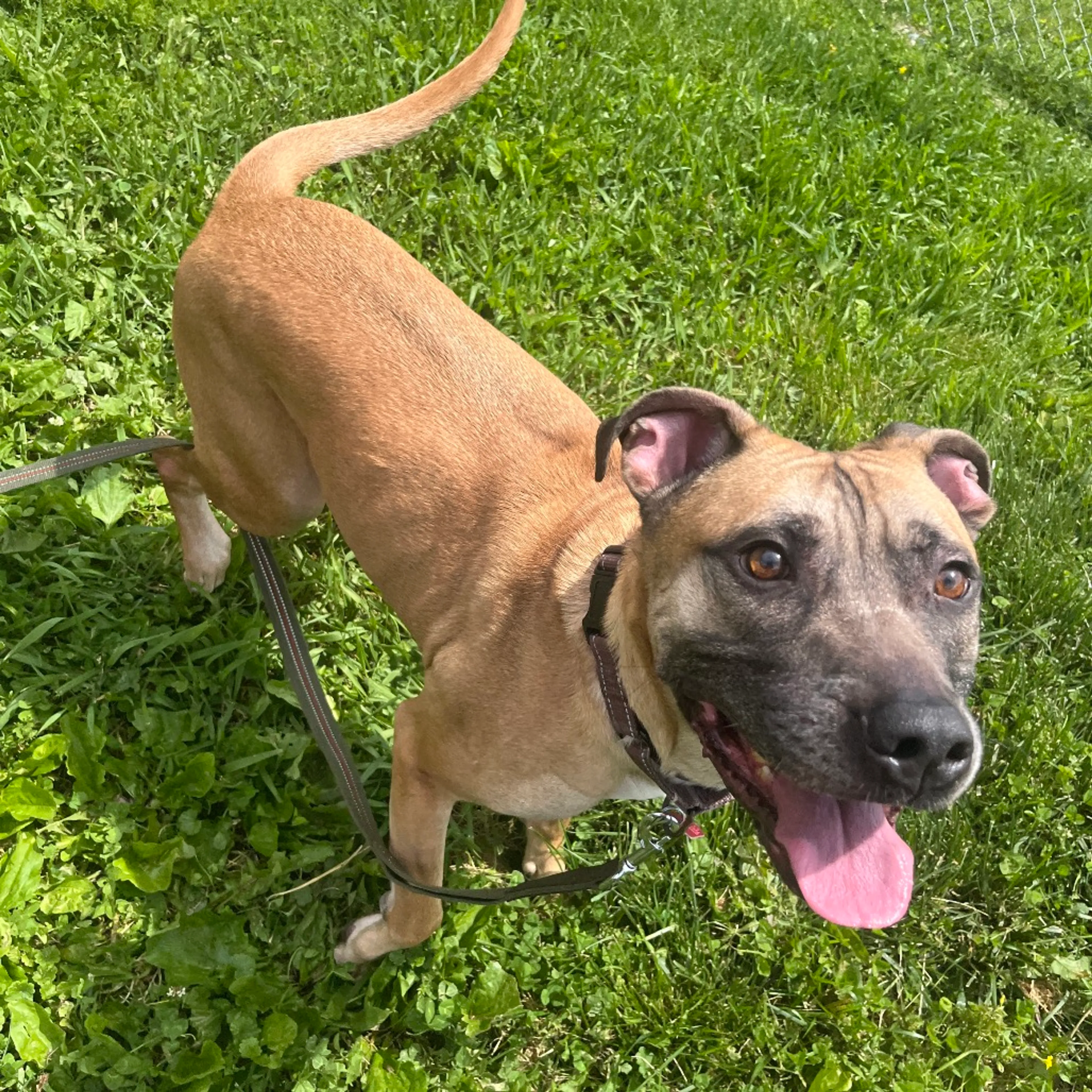Found pet-5