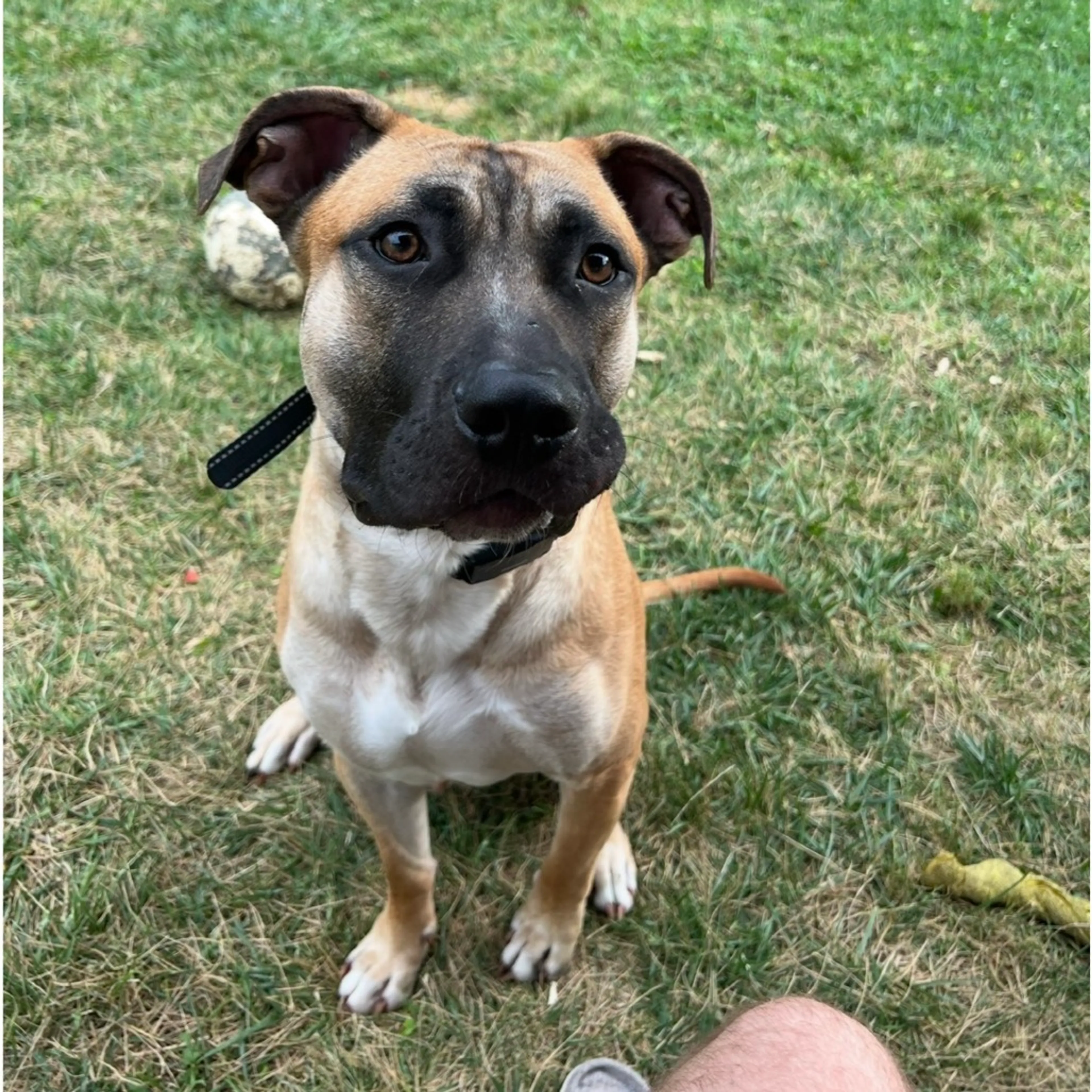 Found pet-1