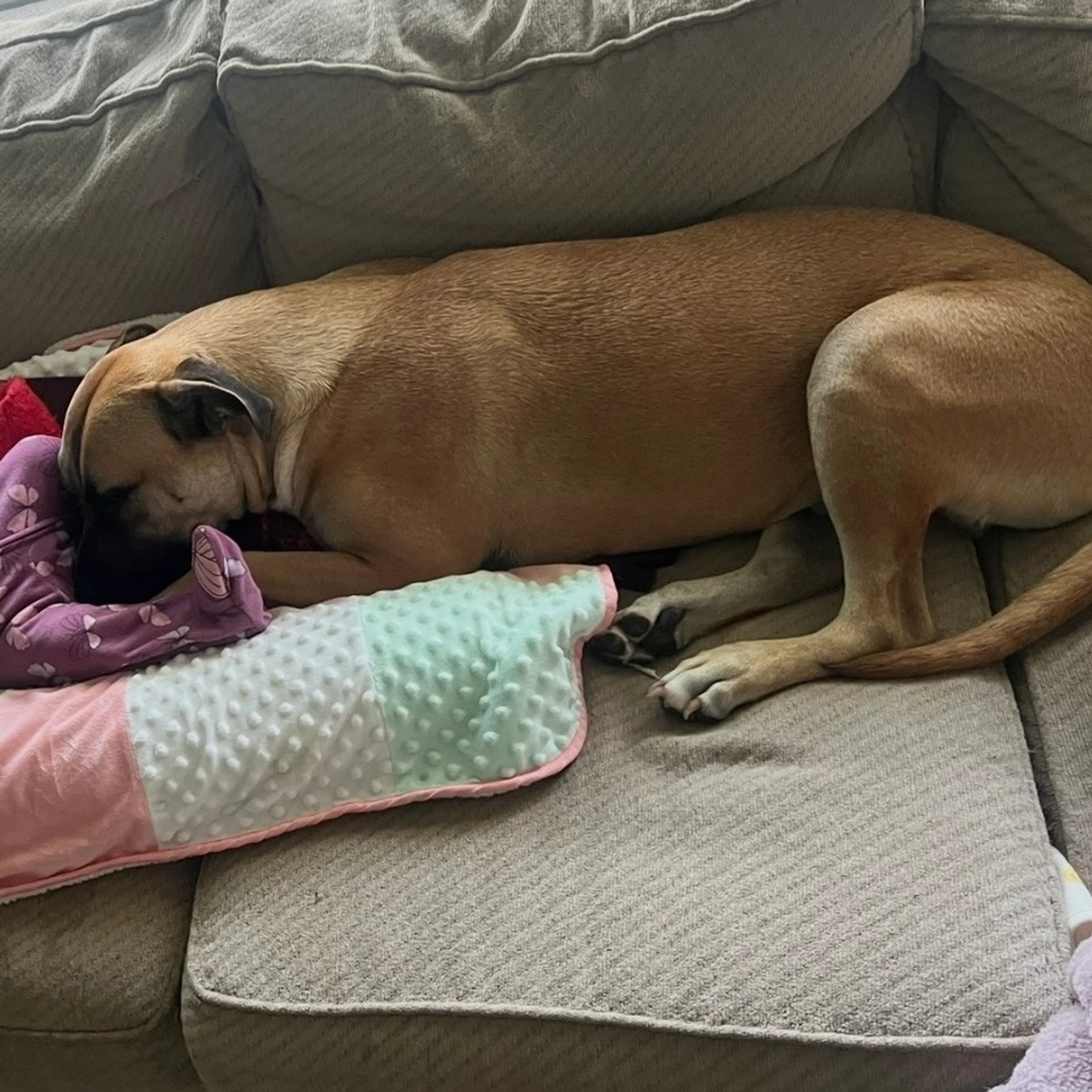Found pet-2