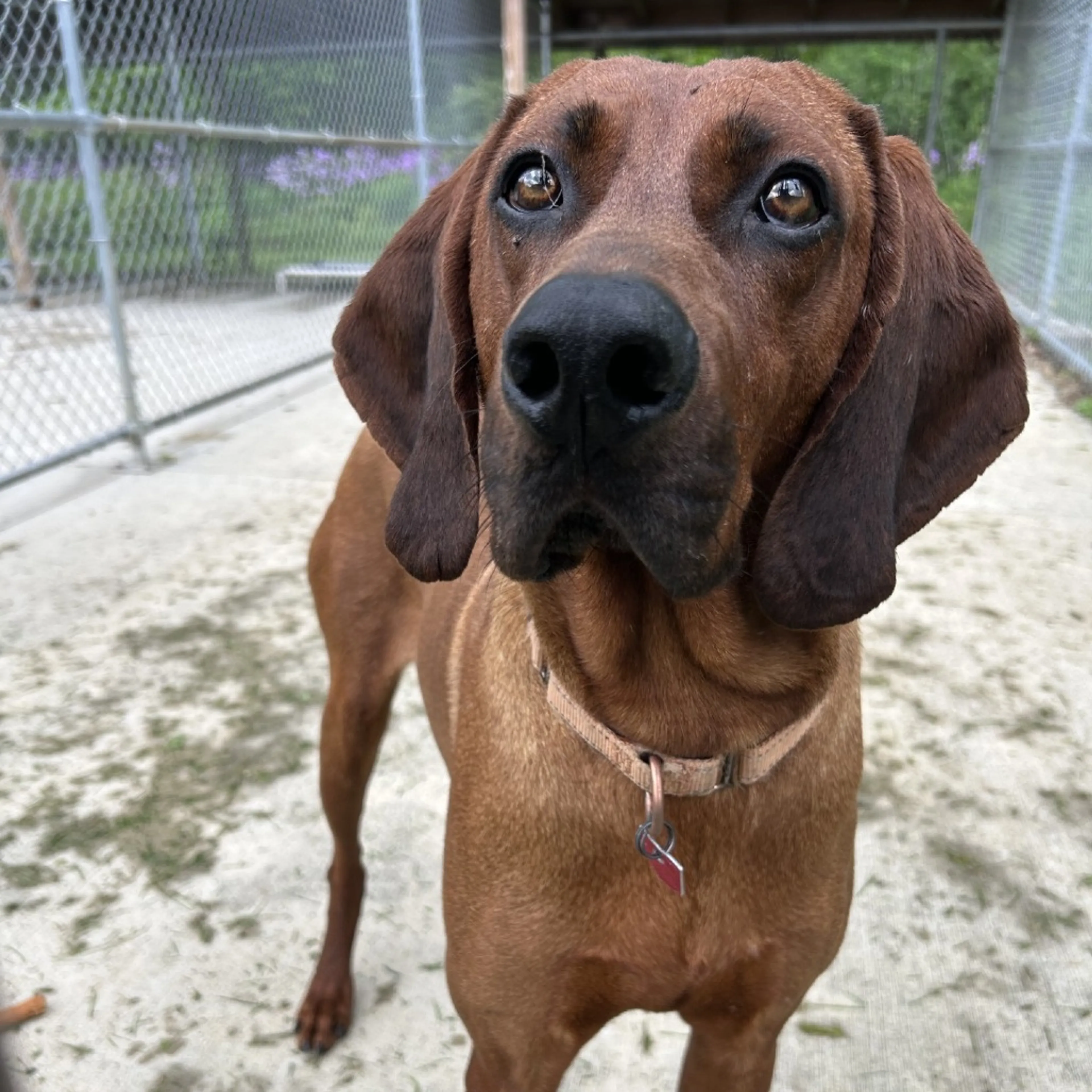Found pet-2