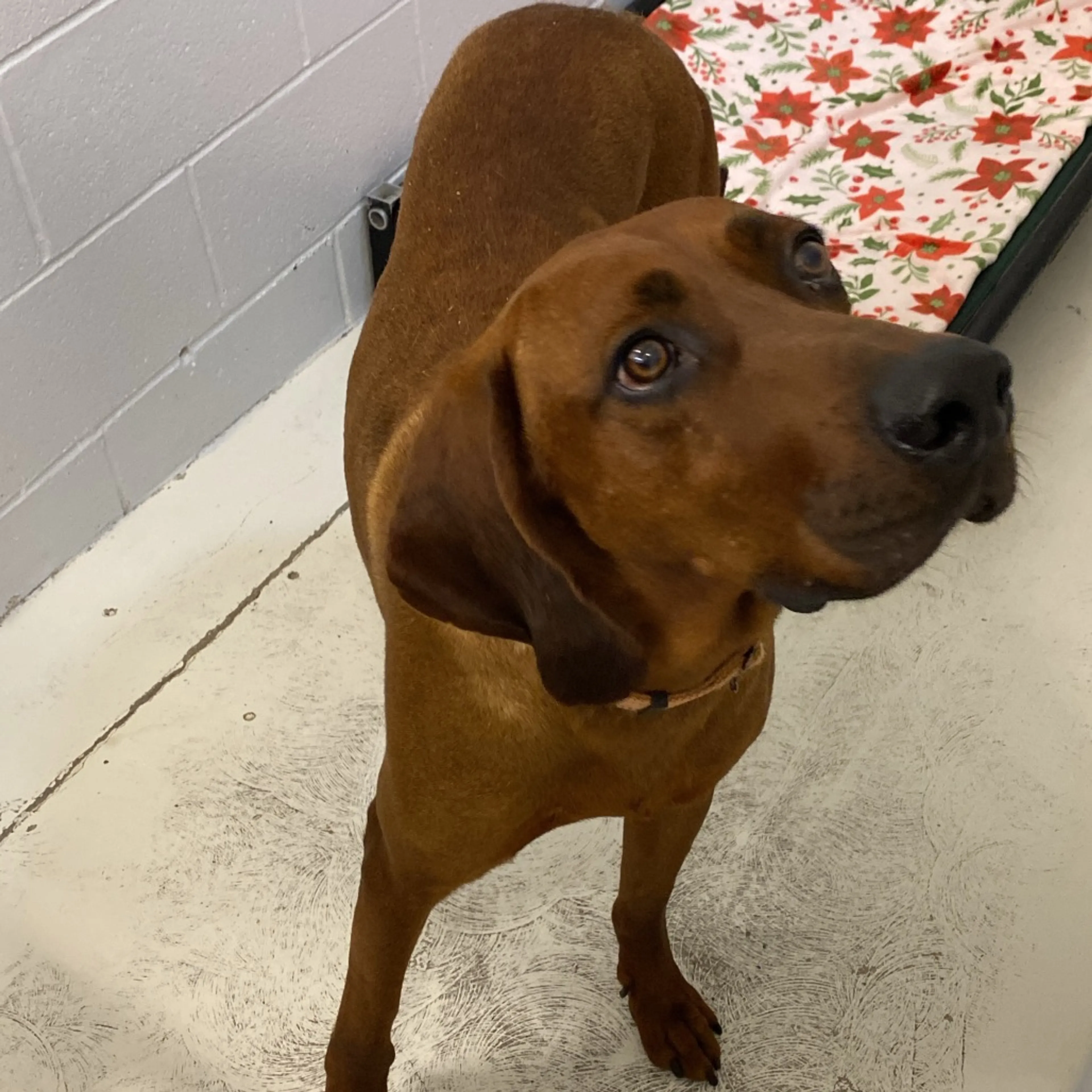 Found pet-1