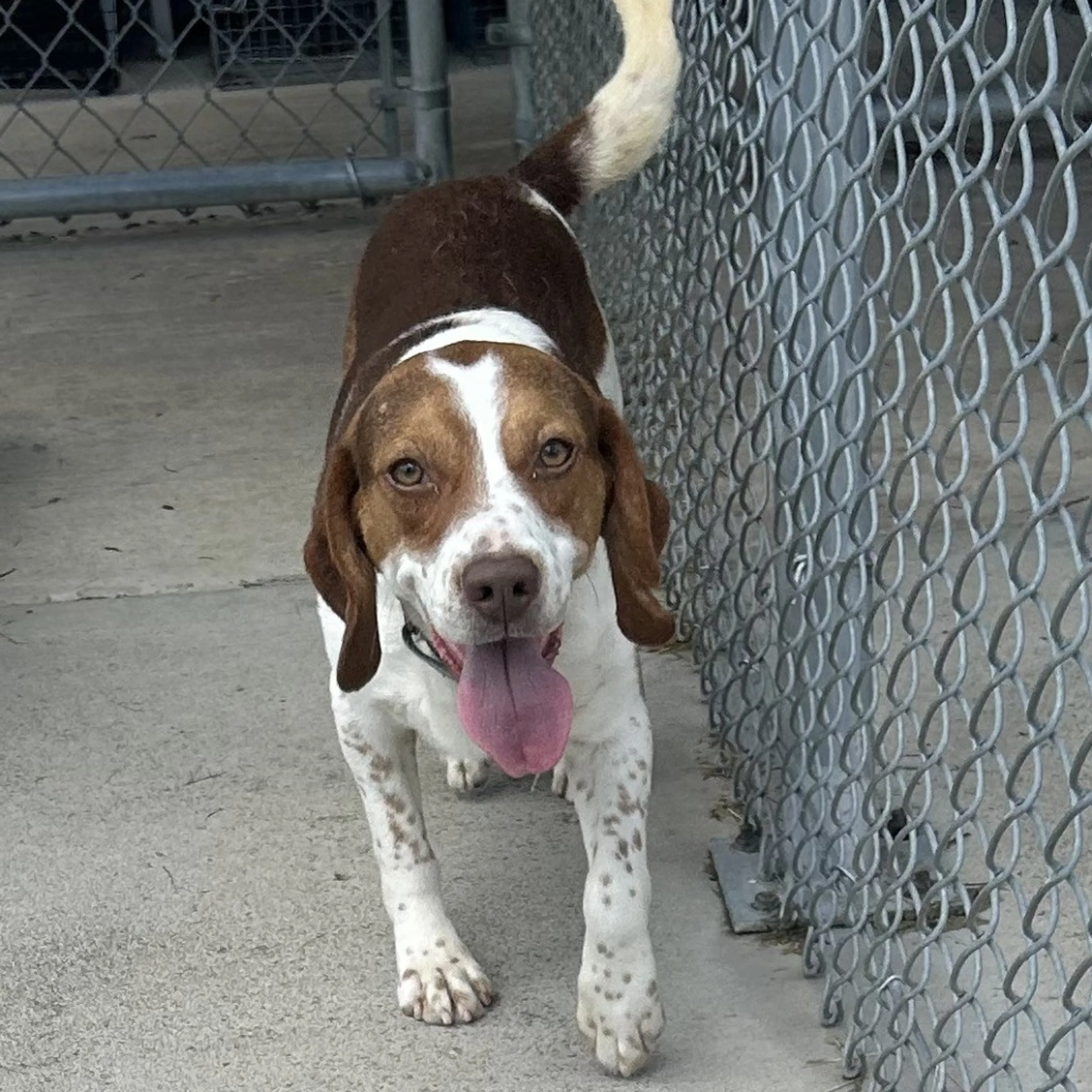 Found pet-2