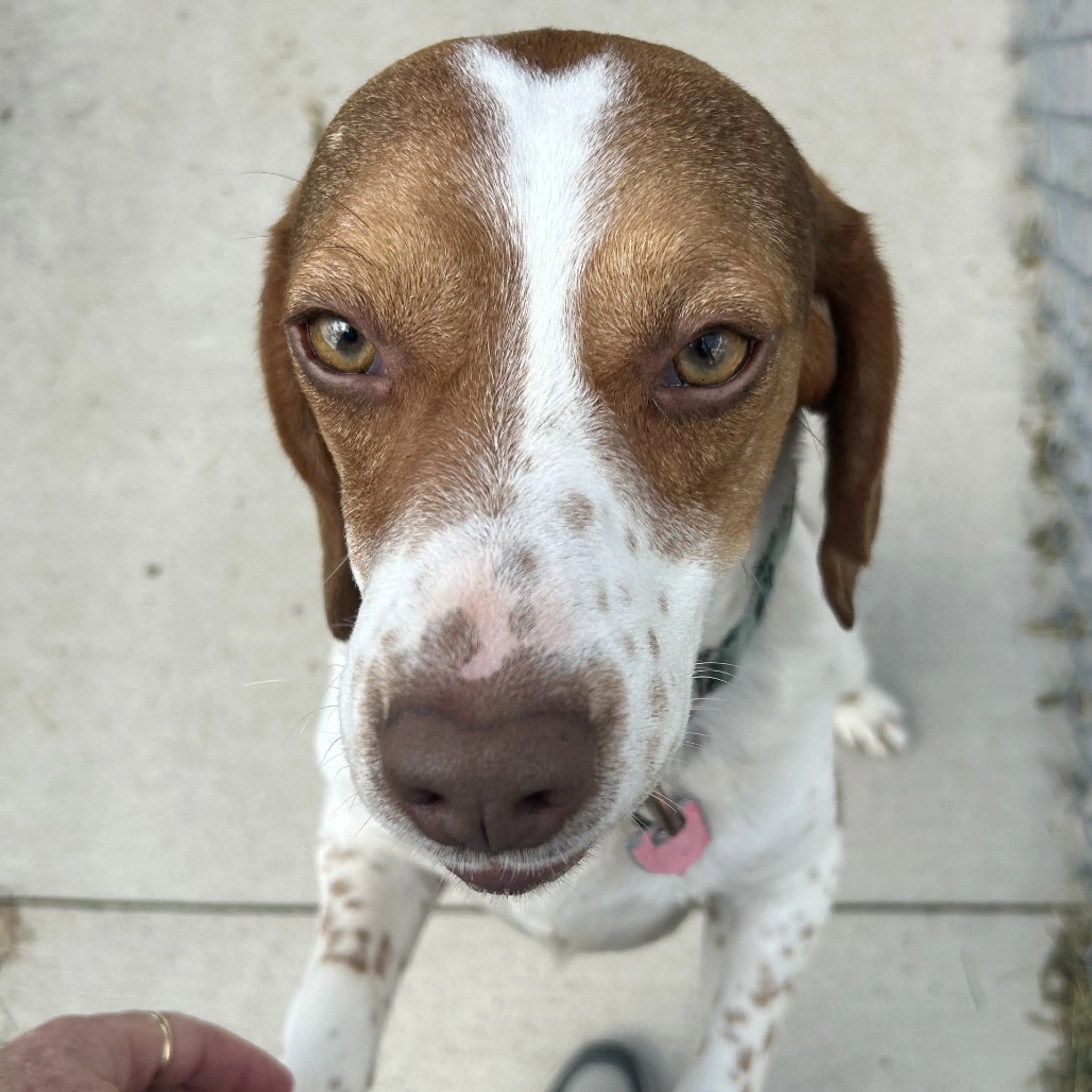 Found pet-3