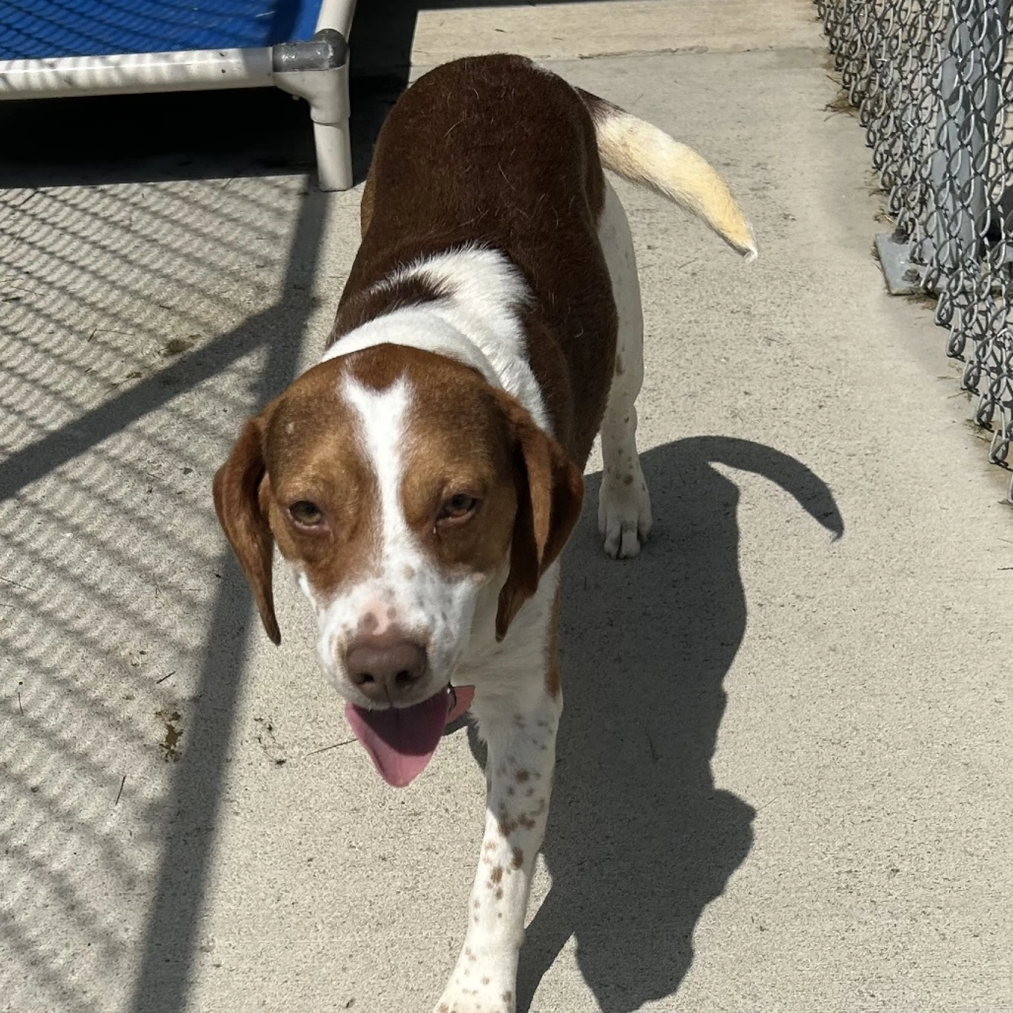 Found pet-1