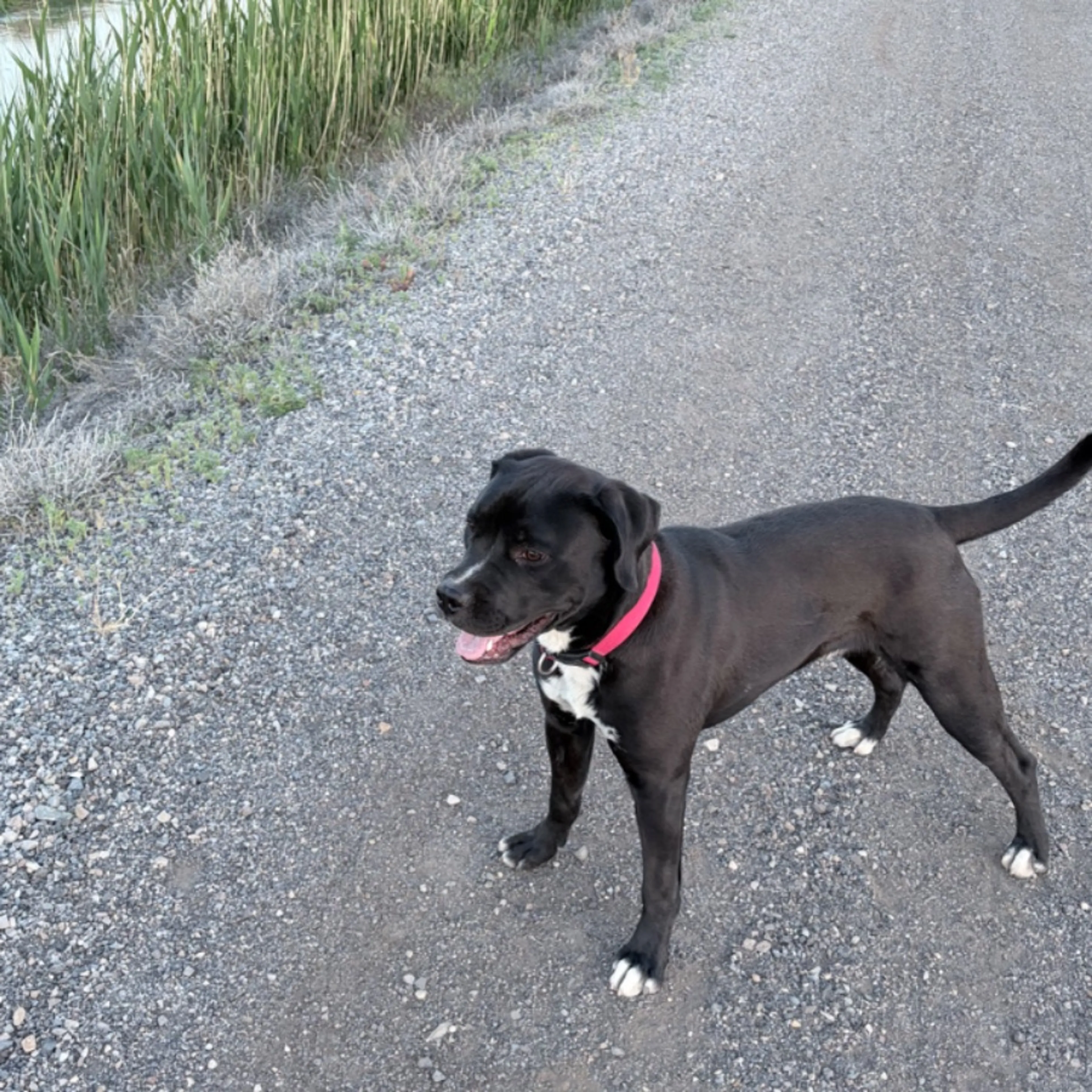 Lost pet
