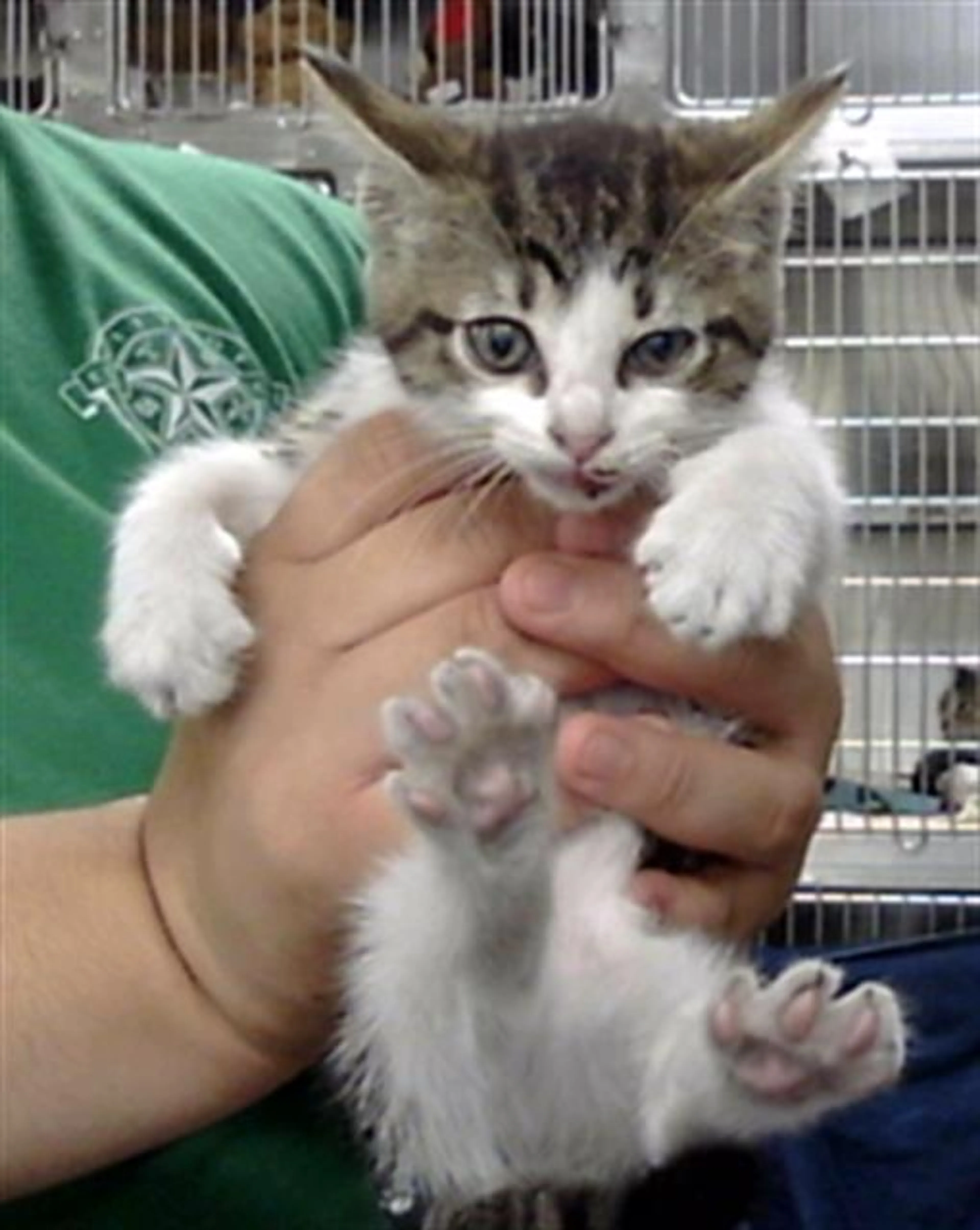 Found pet