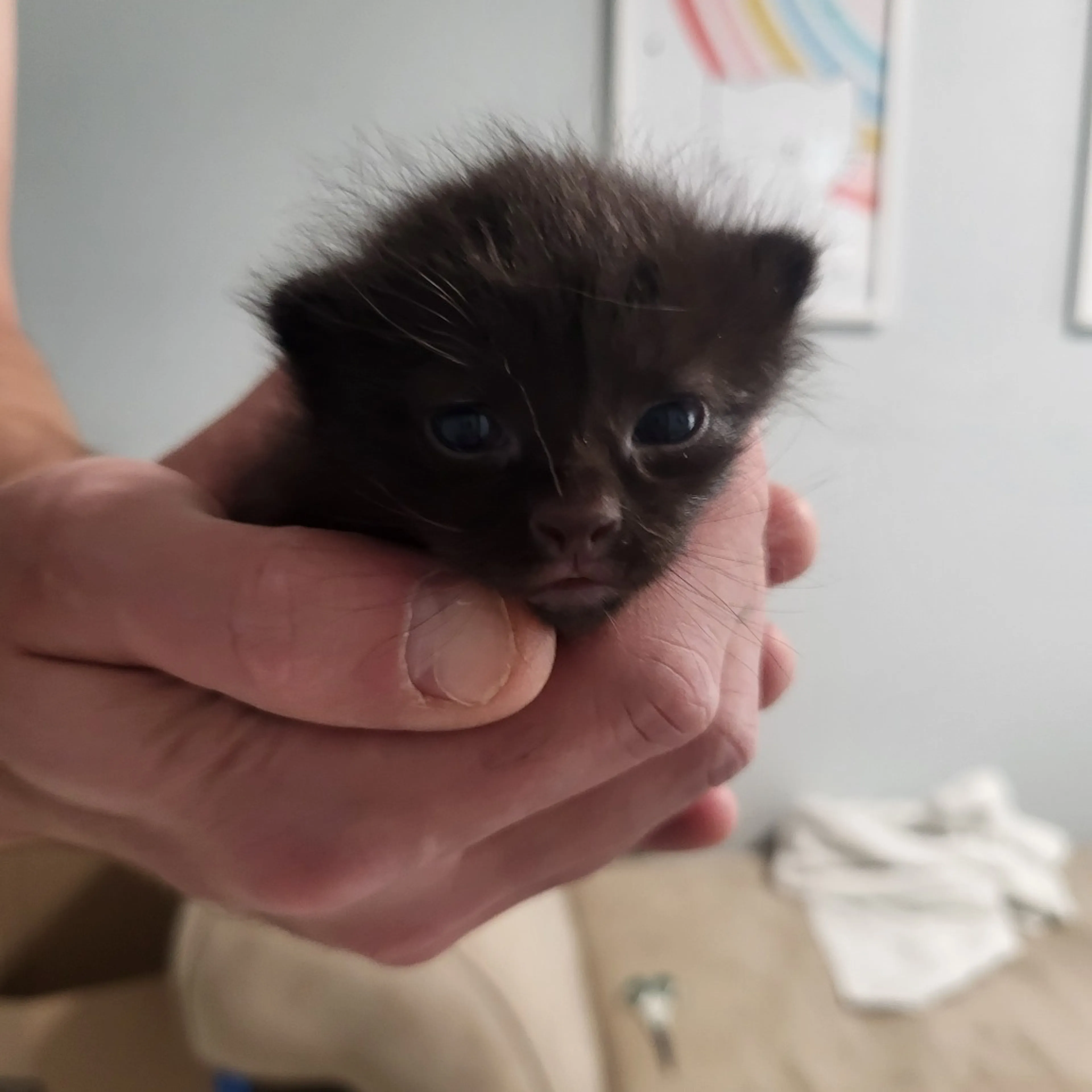 Found pet