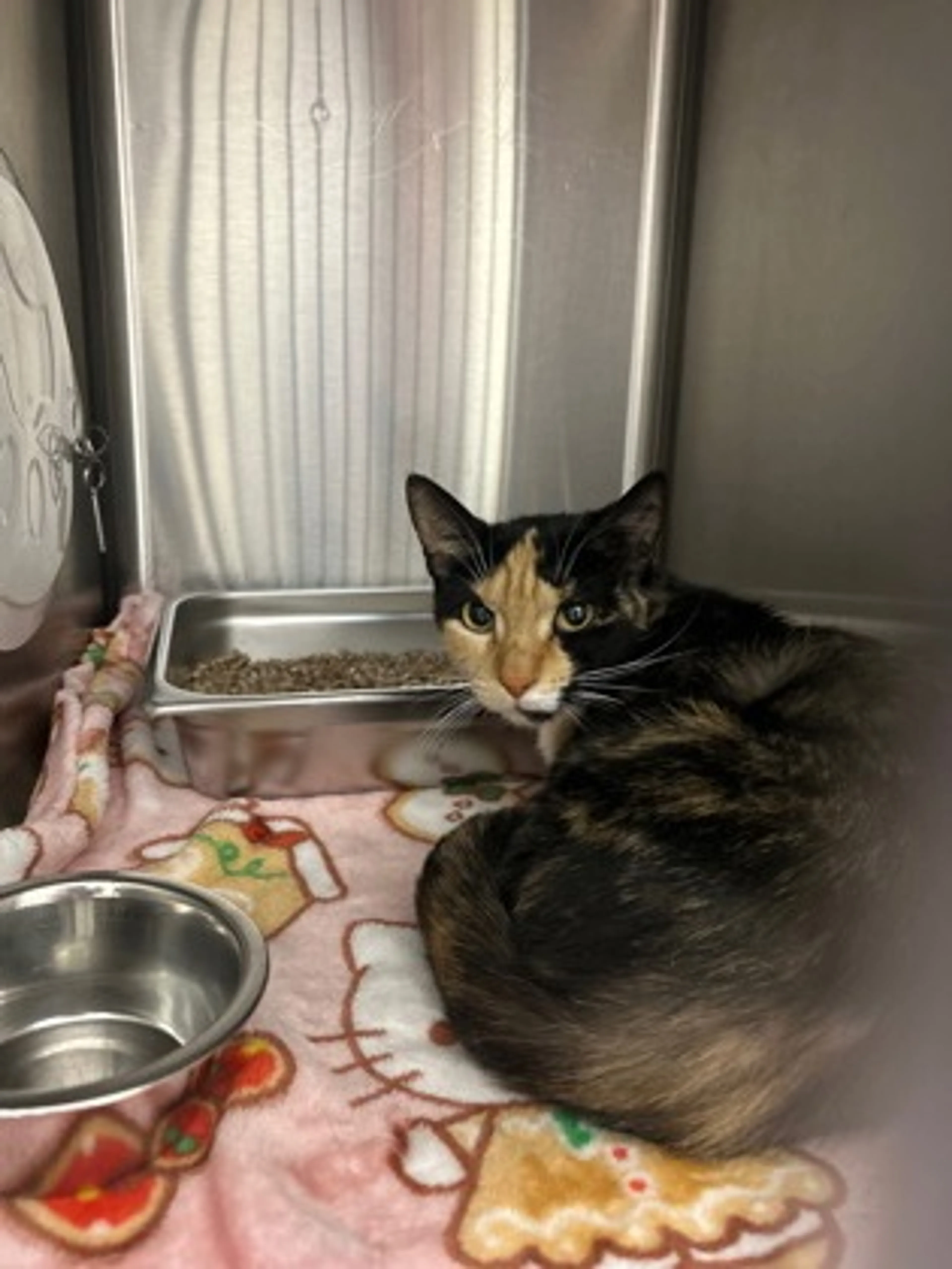 Found pet