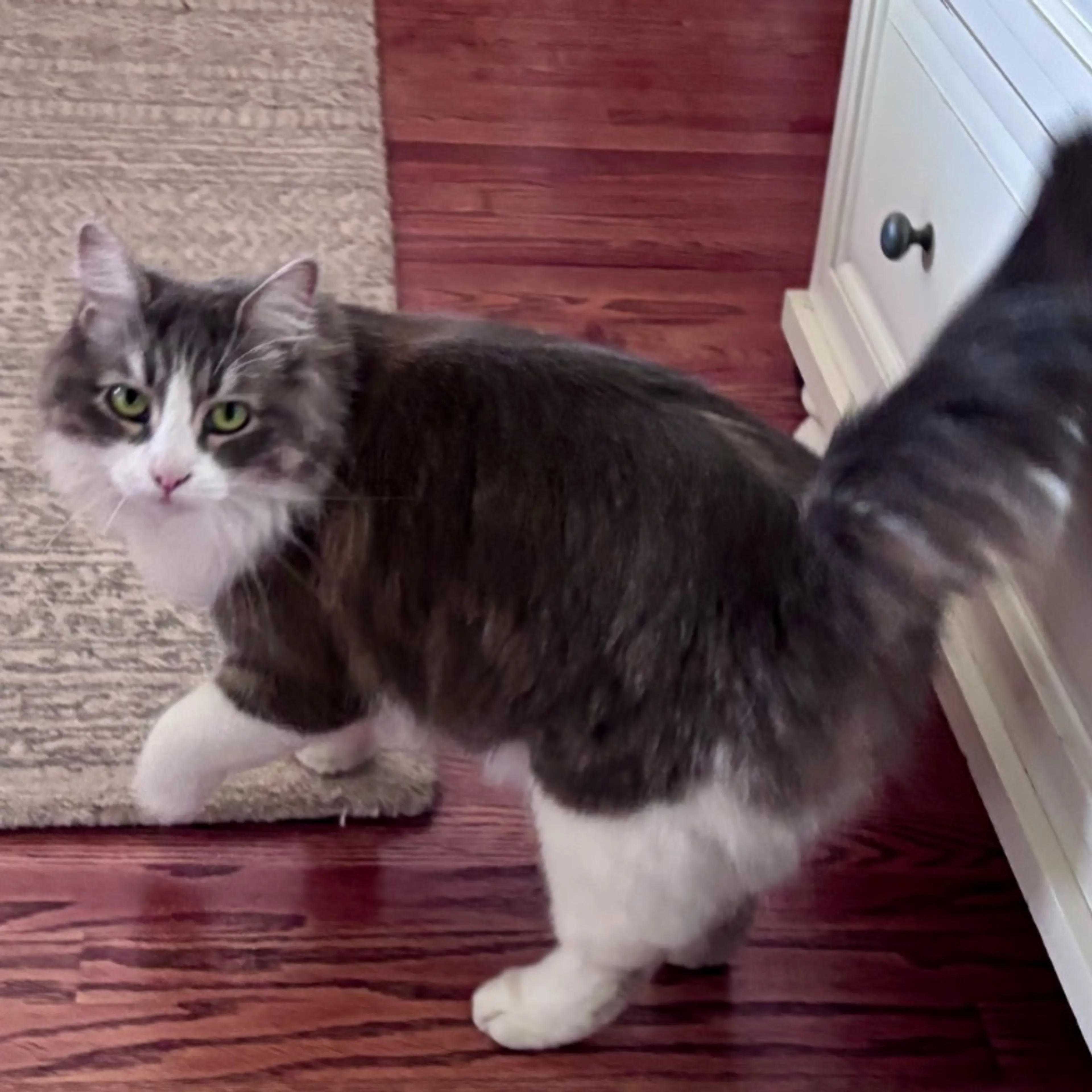 Found pet