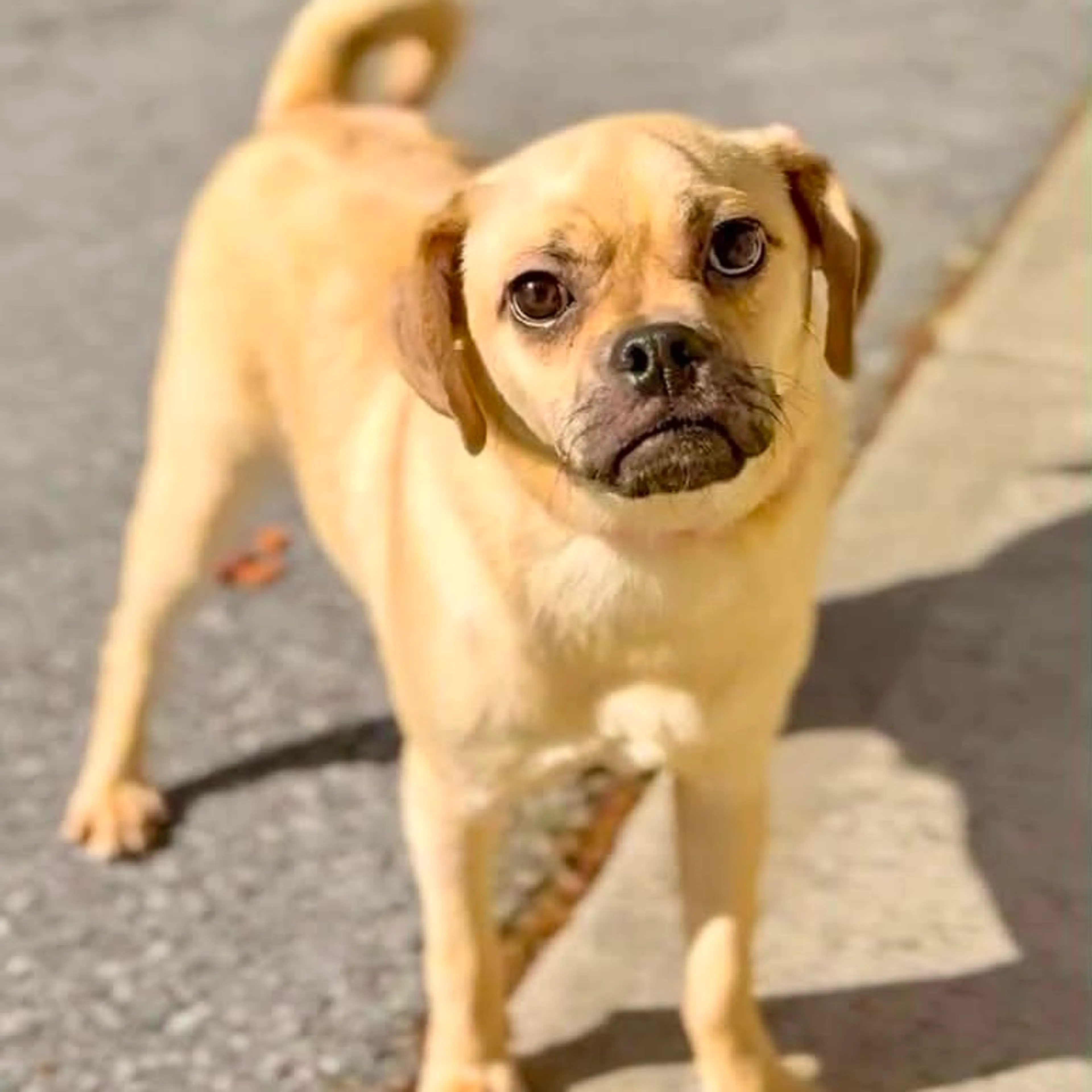 Found pet
