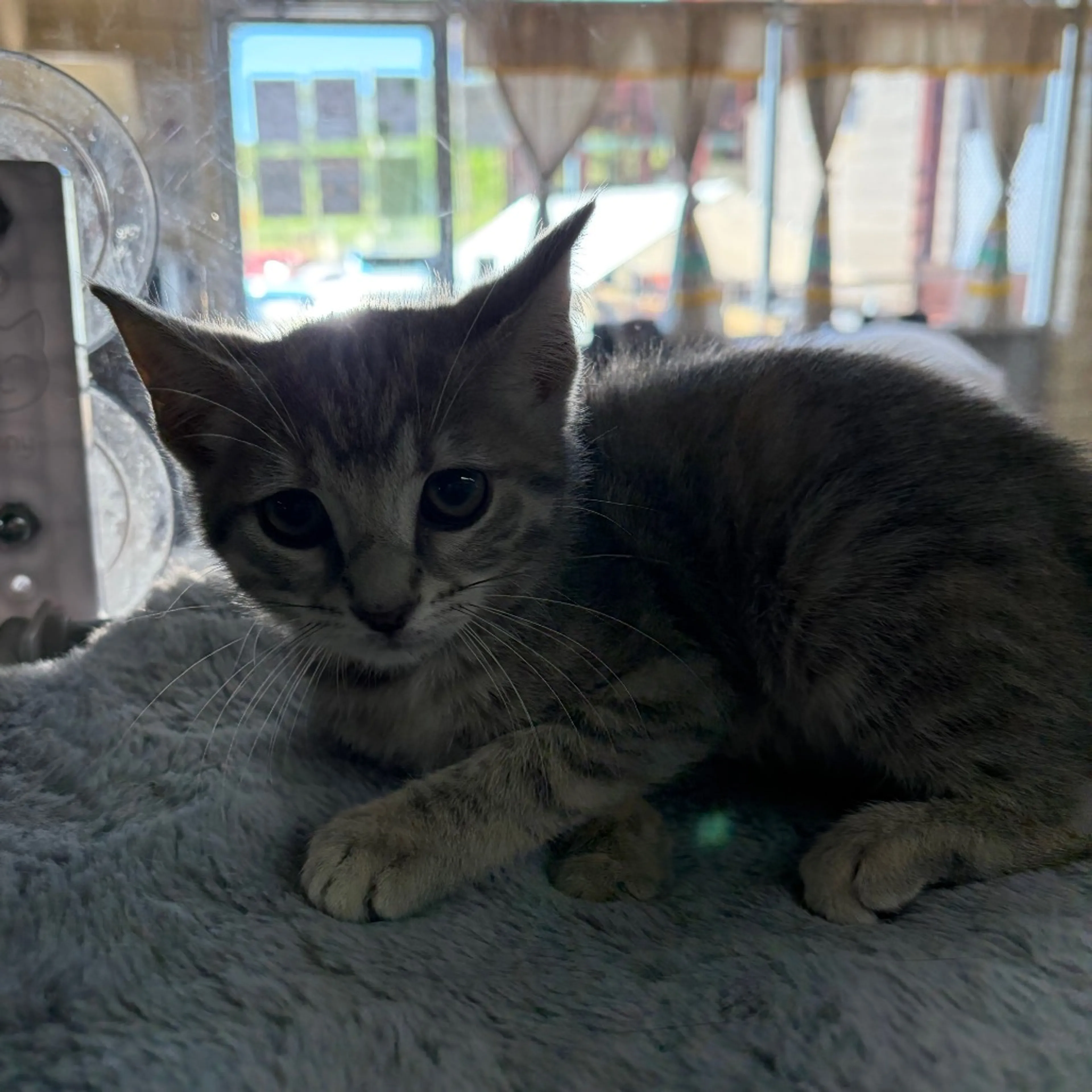 Found pet-3