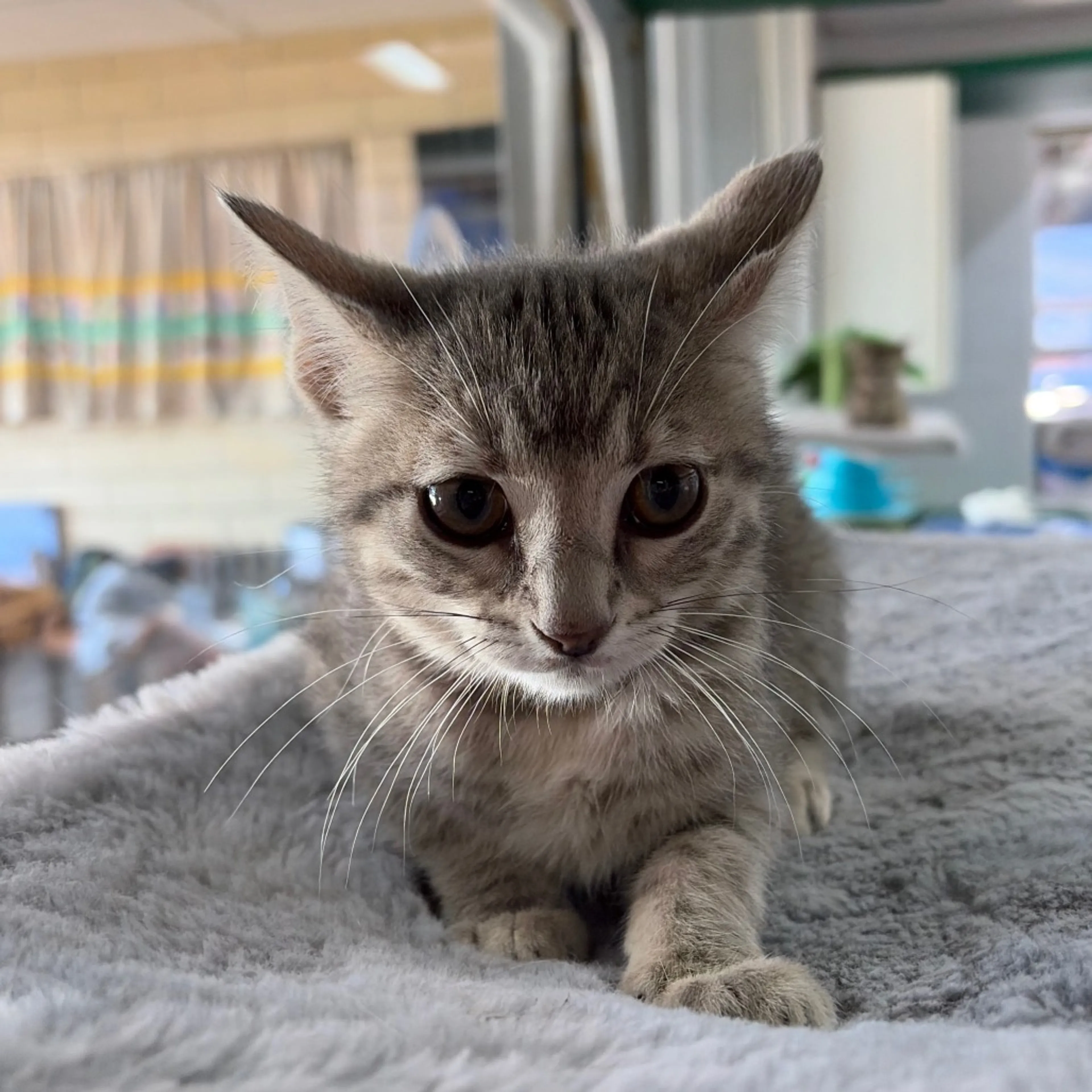 Found pet-2