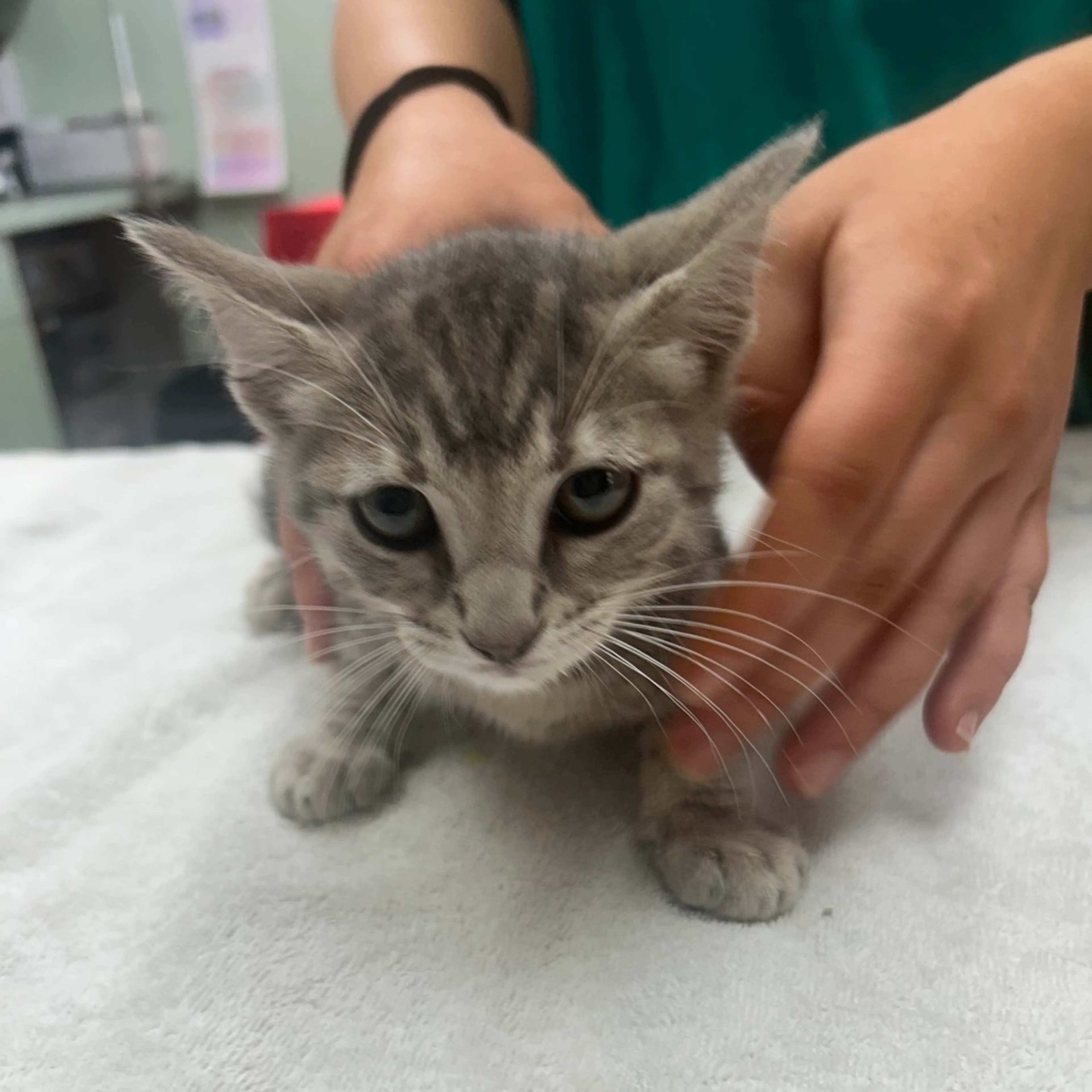Found pet-1