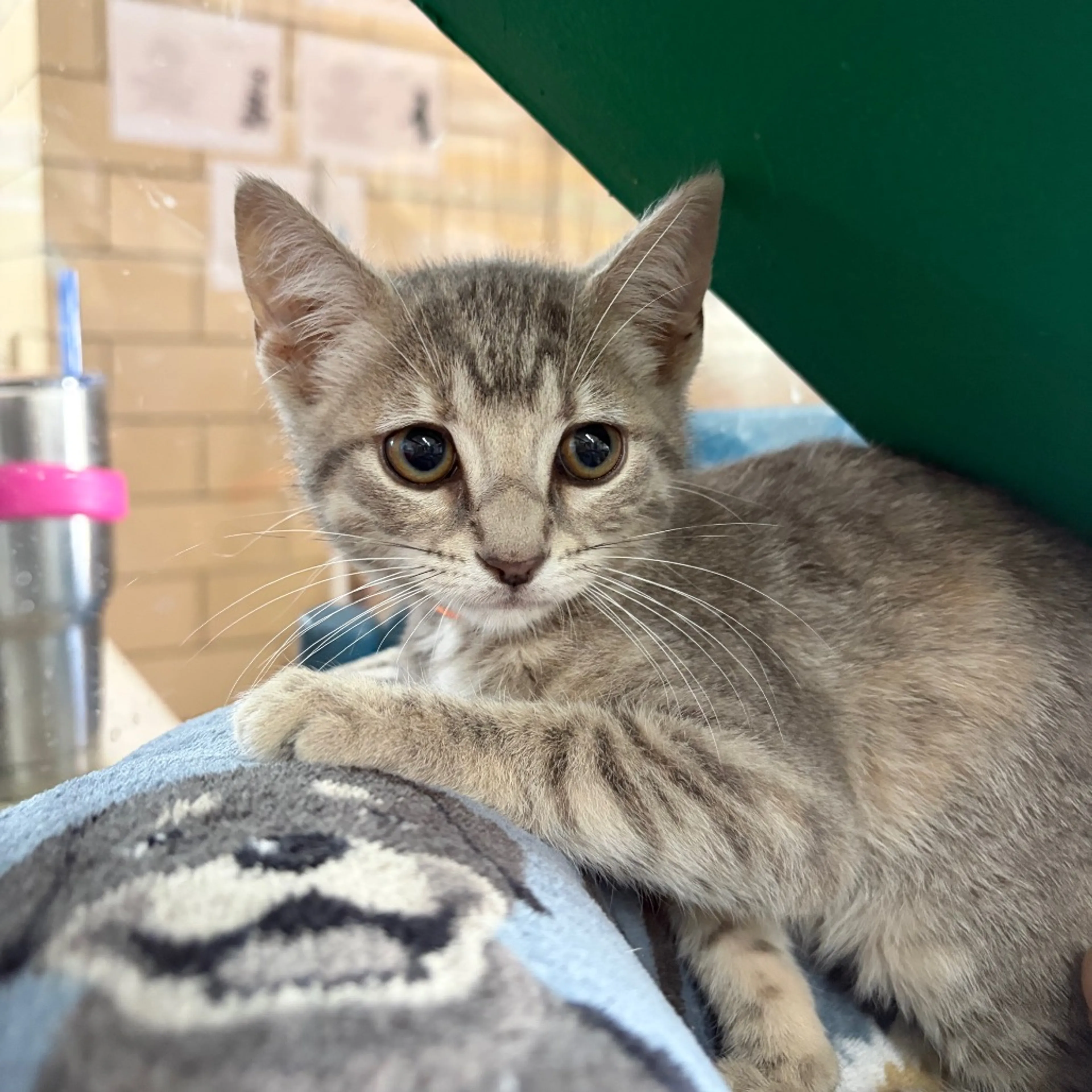 Found pet-4