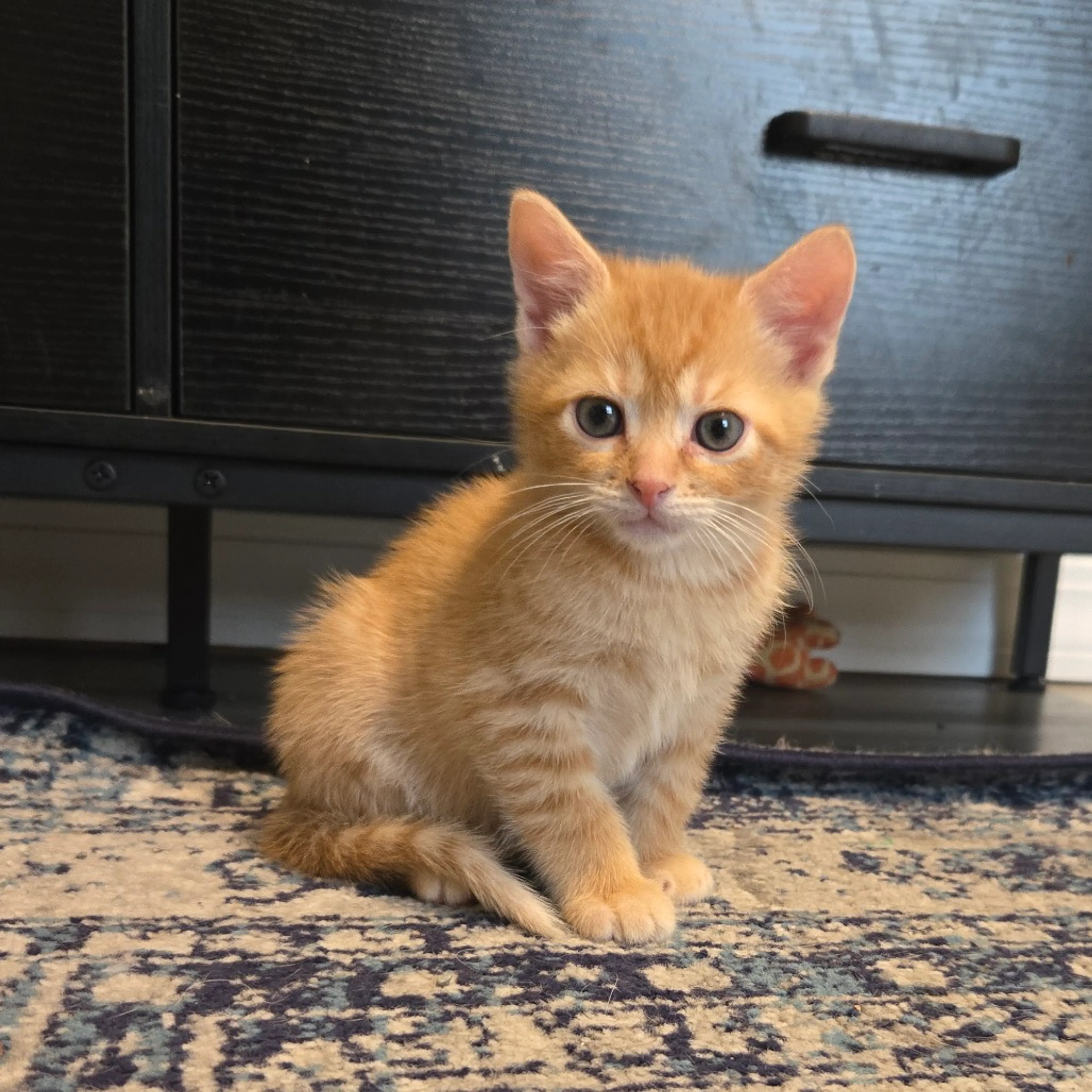 Found pet-3