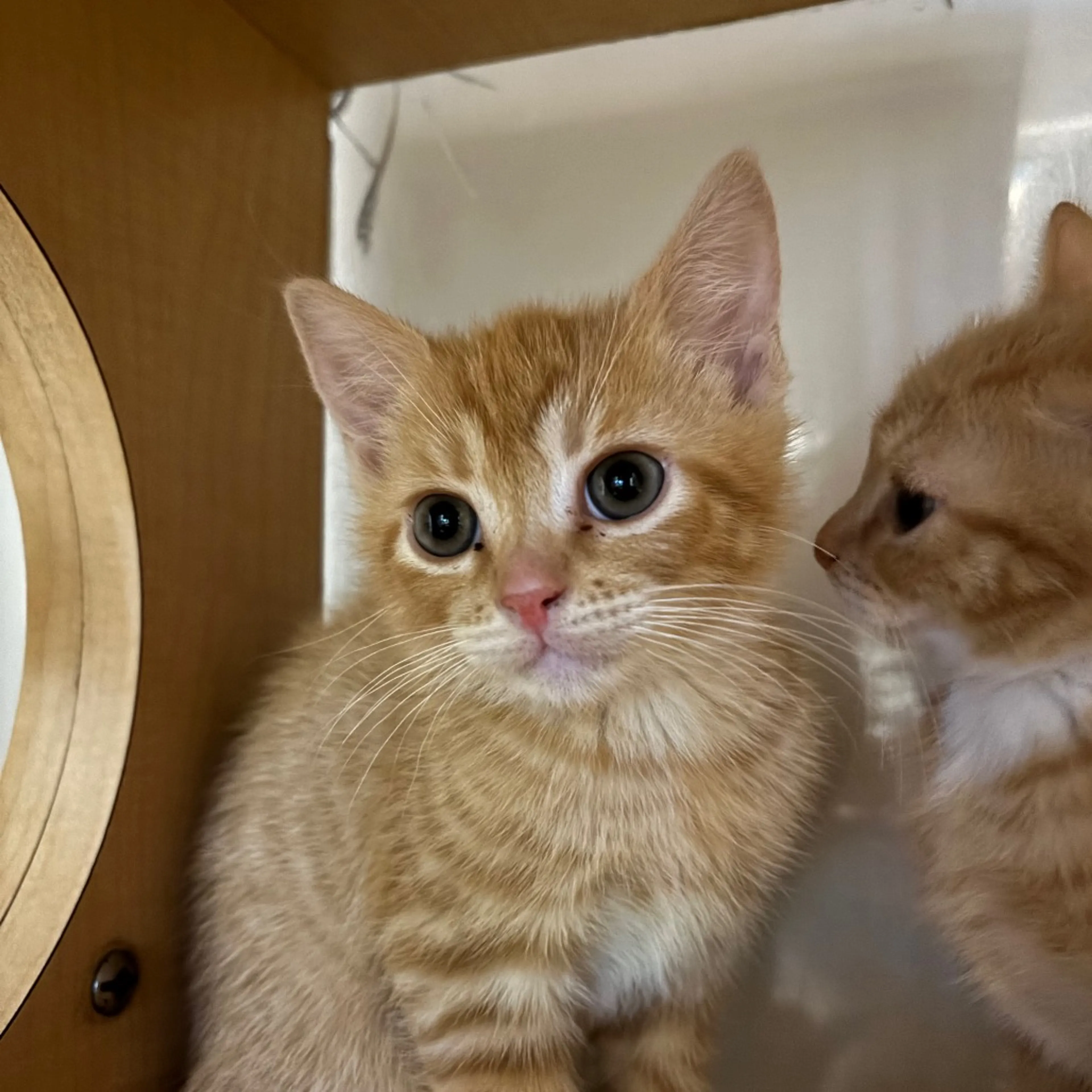 Found pet-1