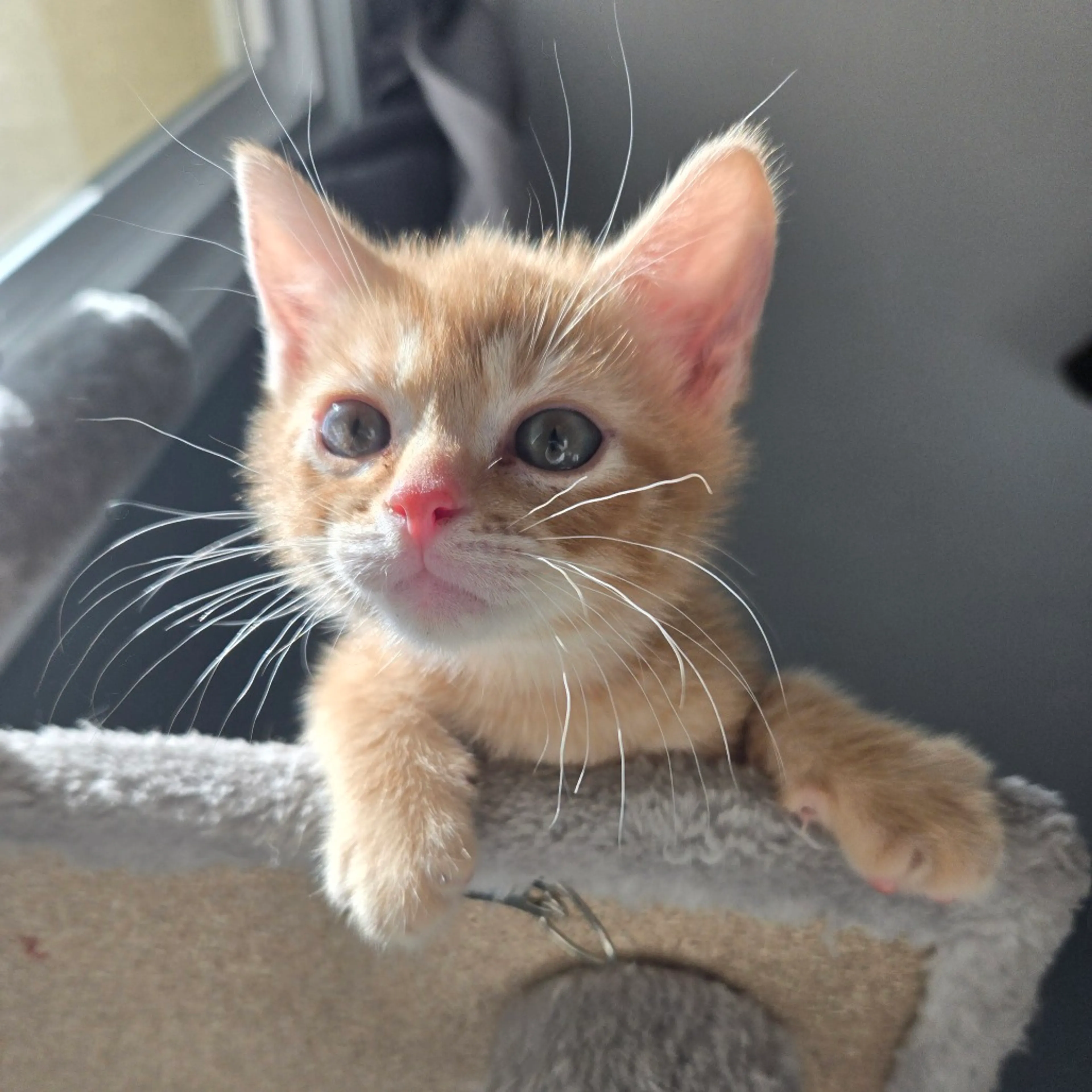 Found pet-2