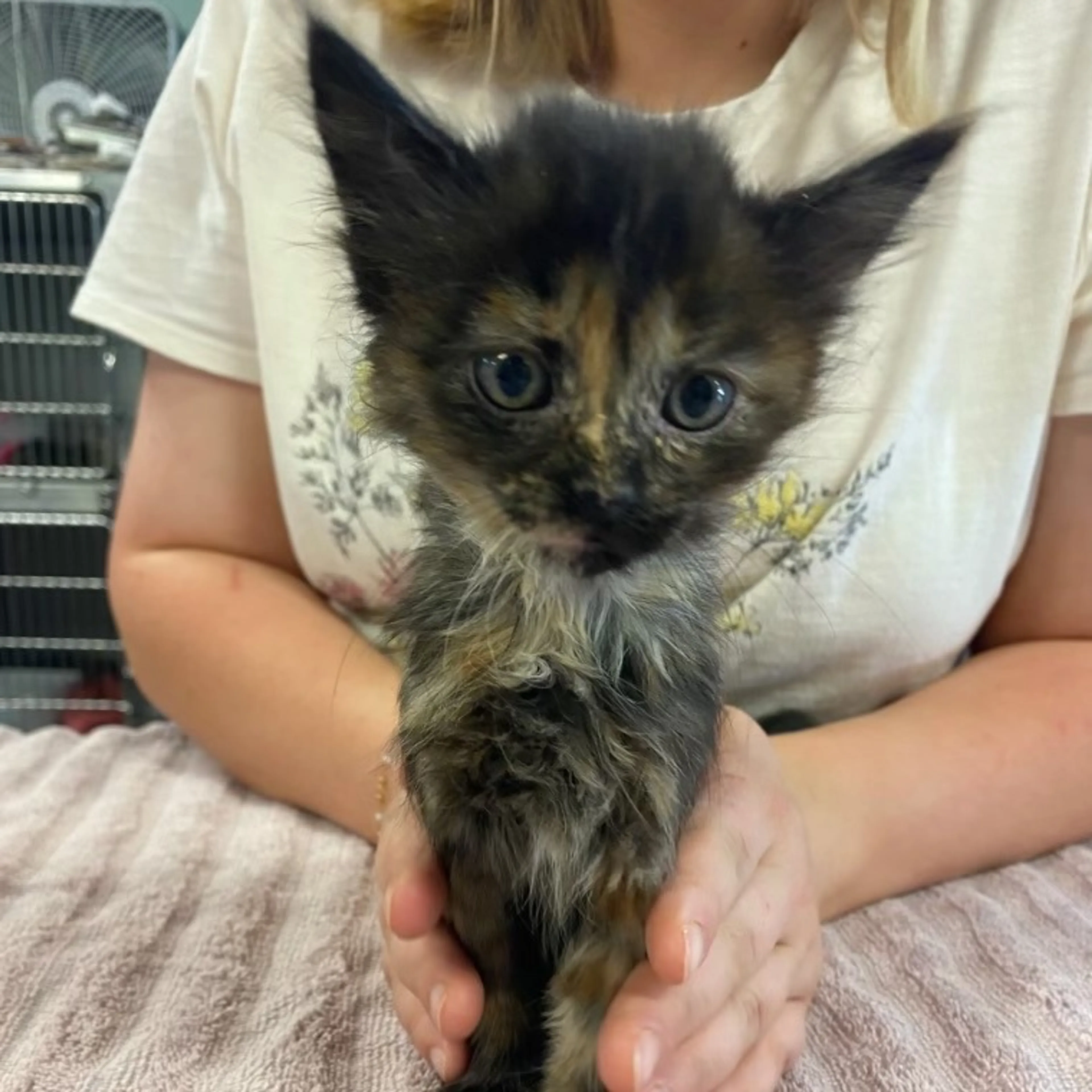 Found pet