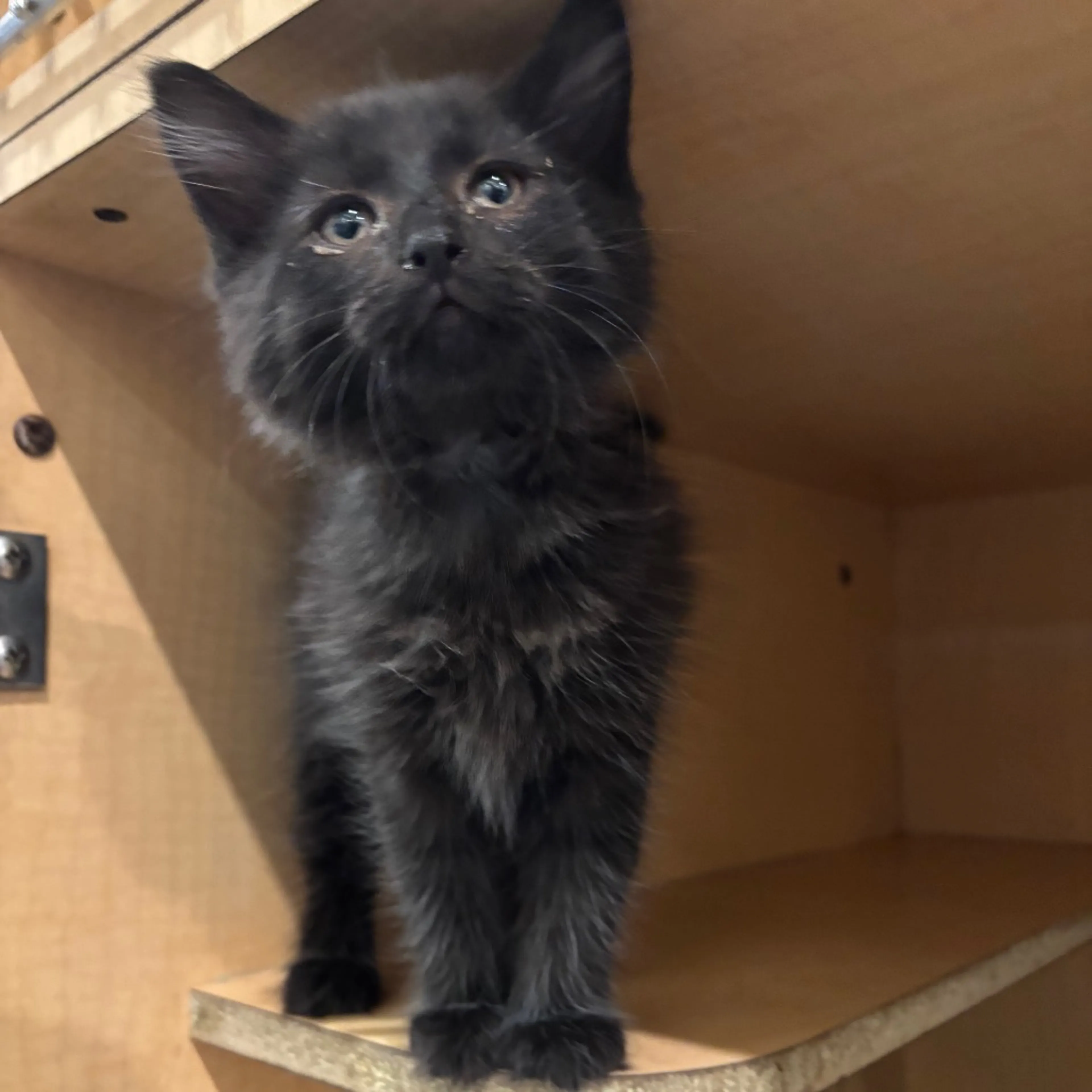 Found pet-1