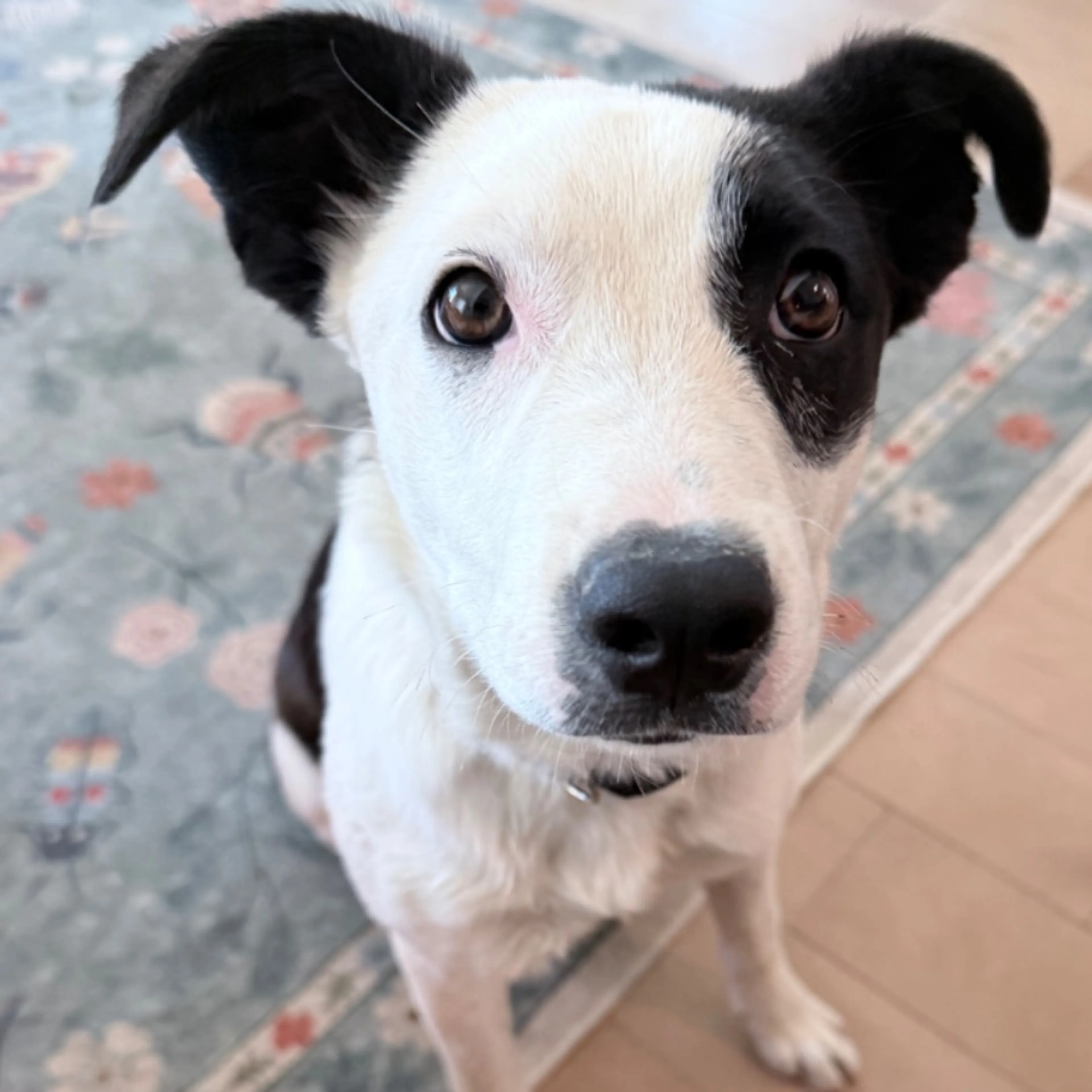 Found pet