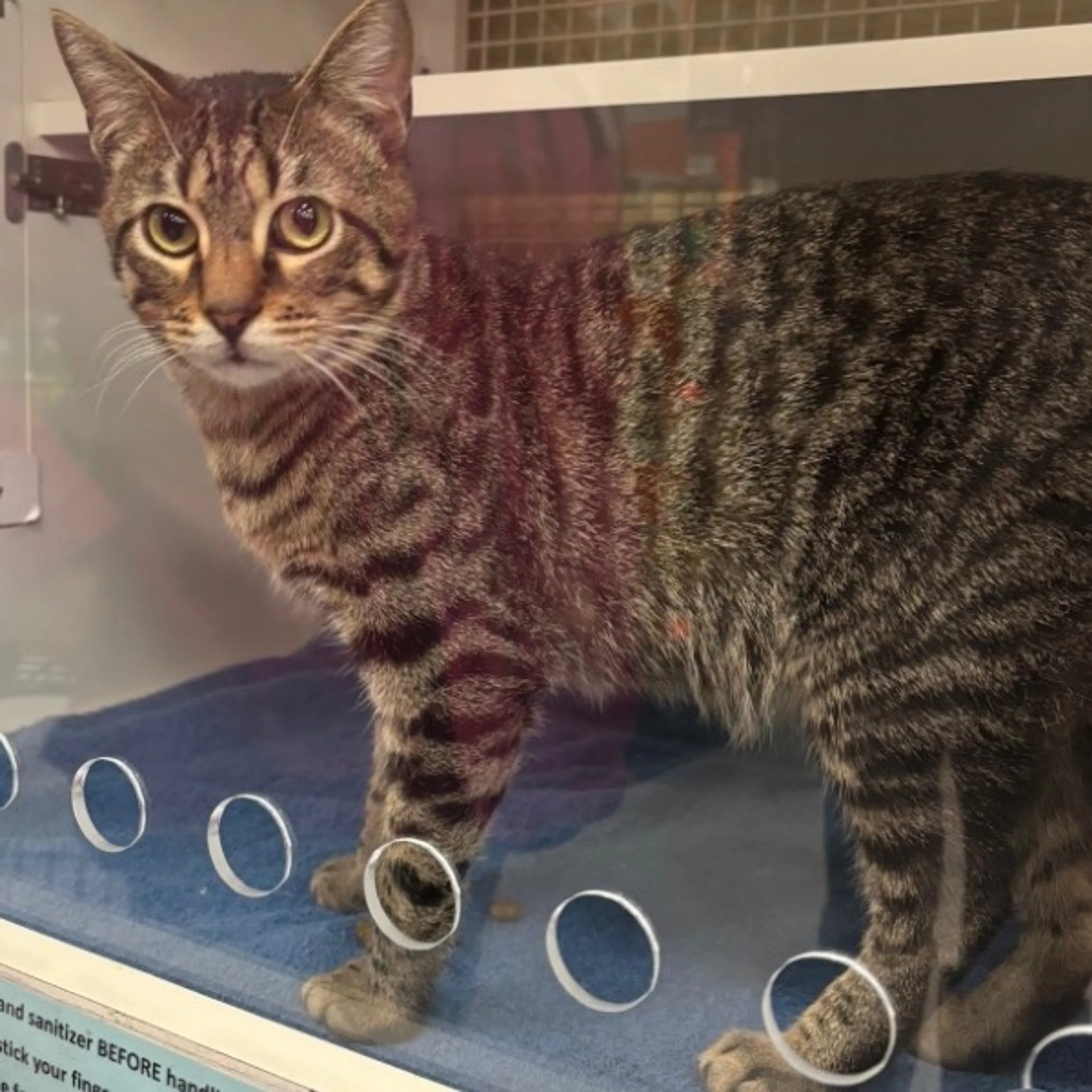 Lost pet