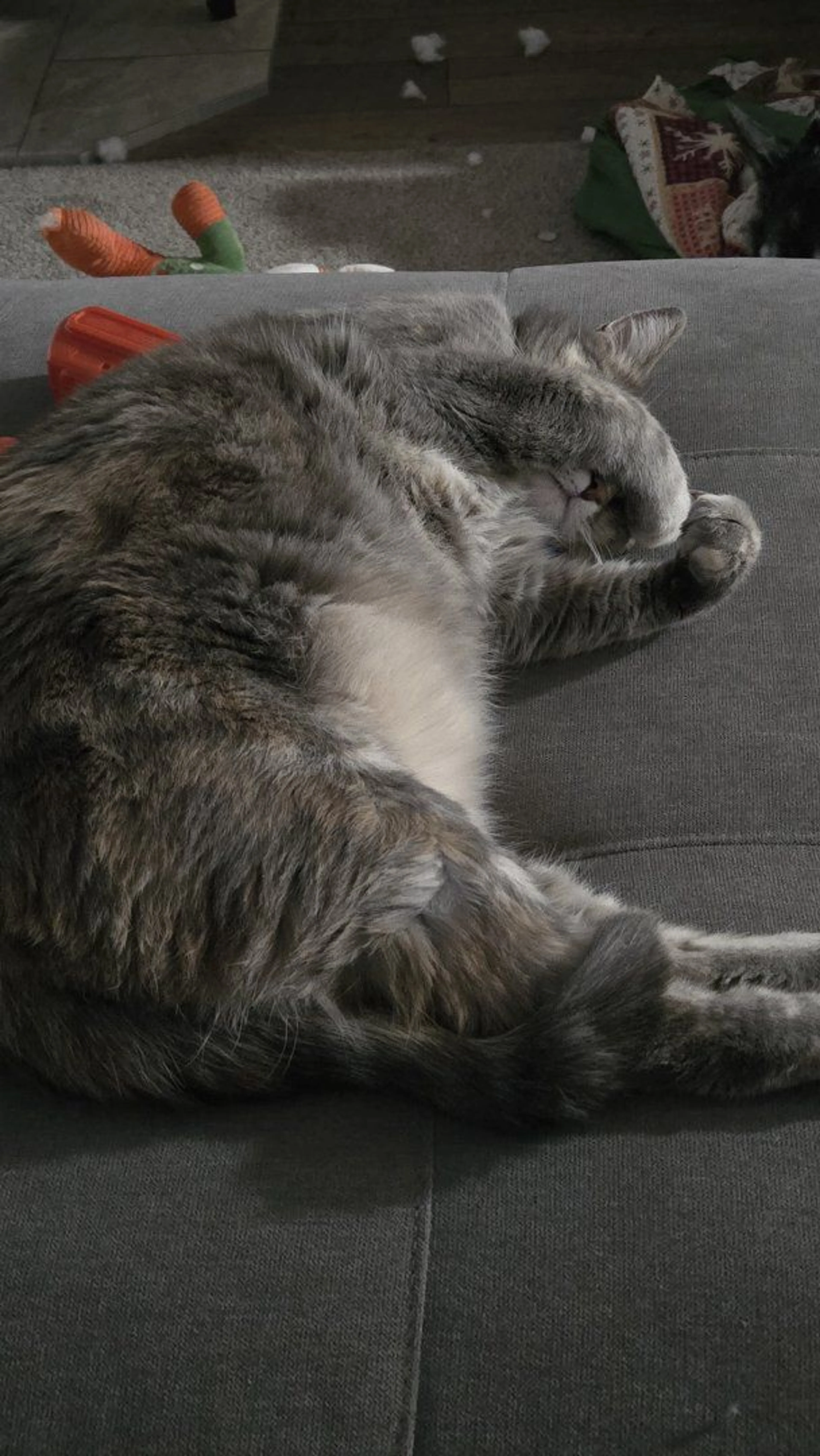 Lost pet-1