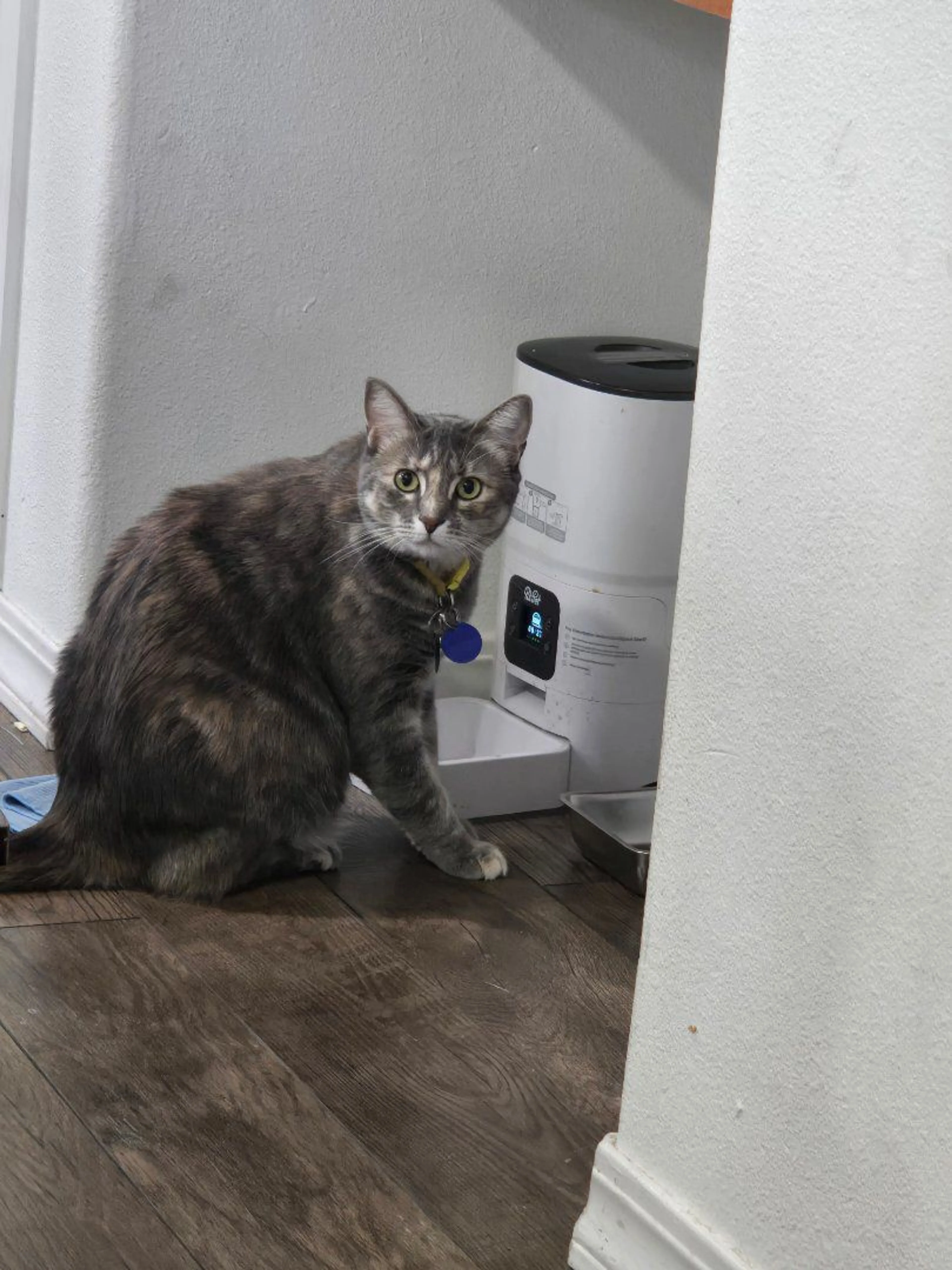 Lost pet-3