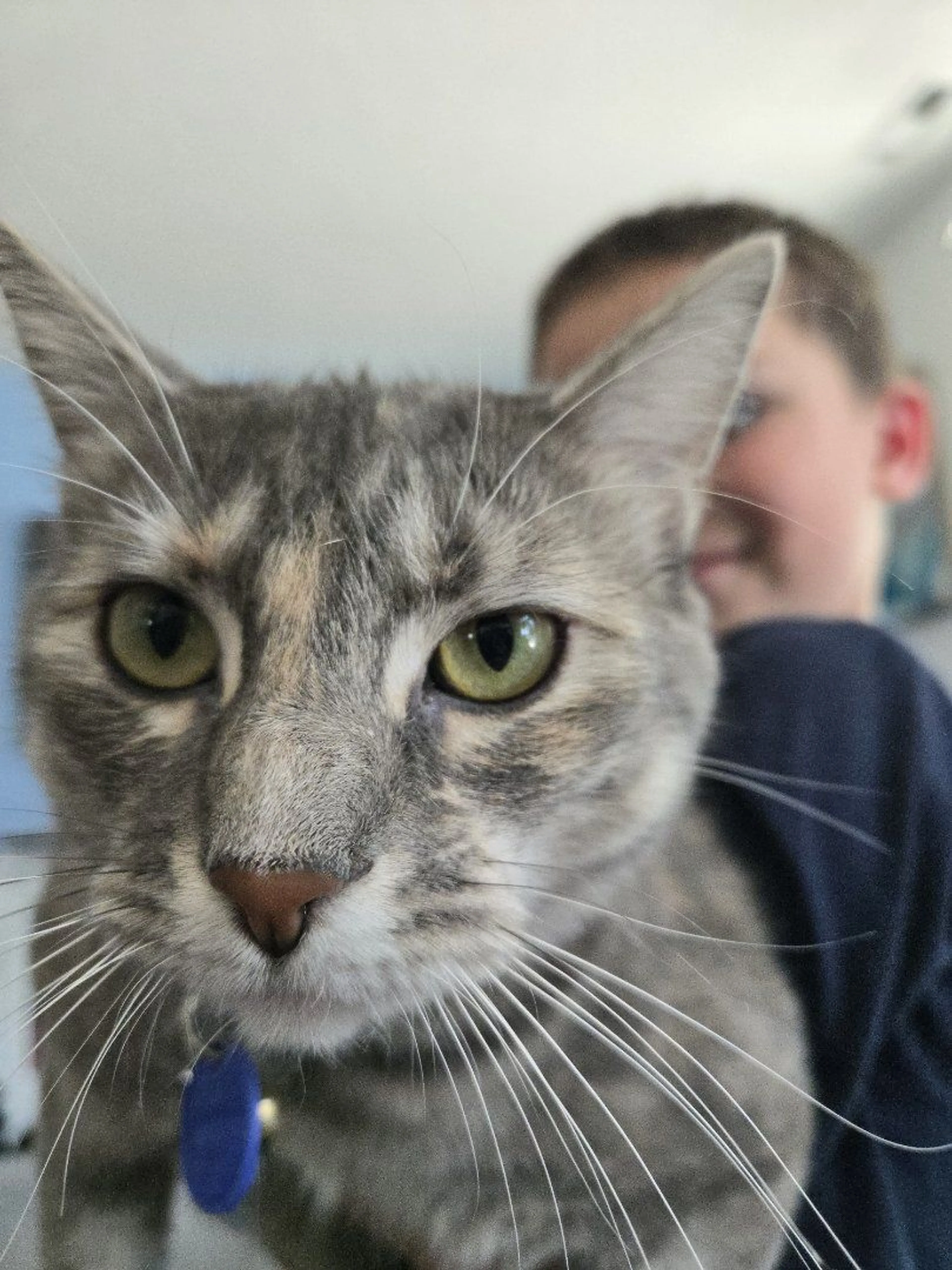 Lost pet-4