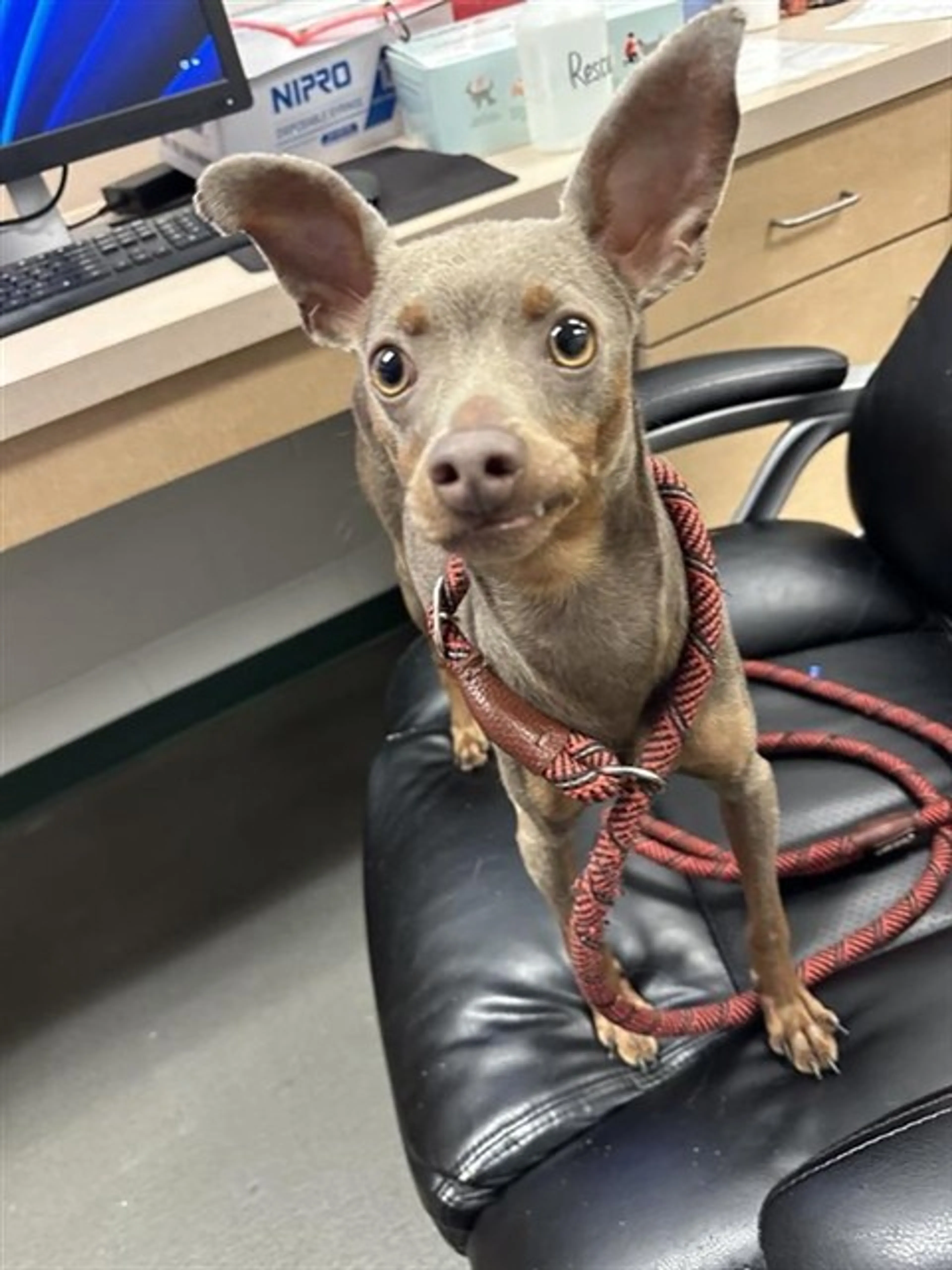 Found pet
