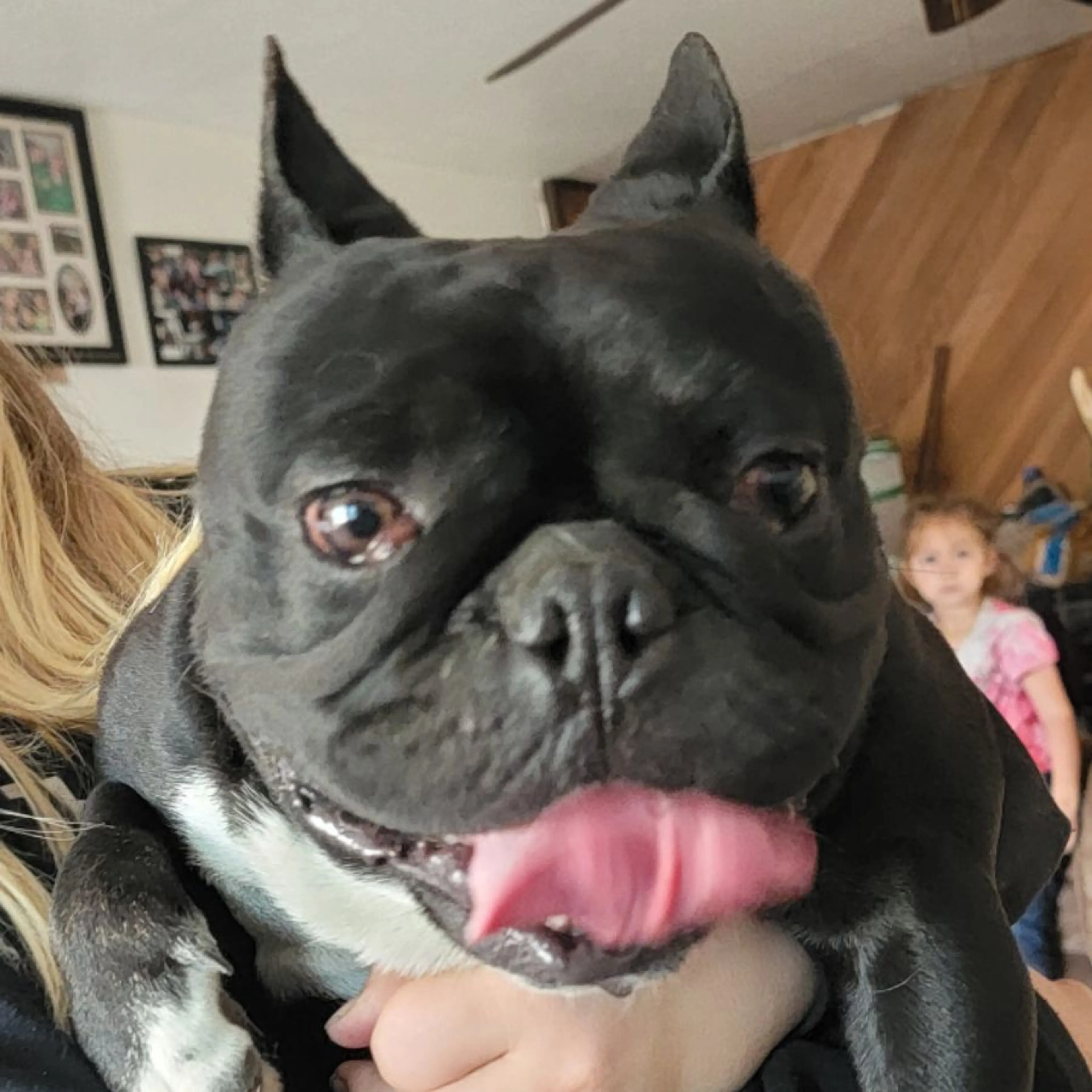 Found pet