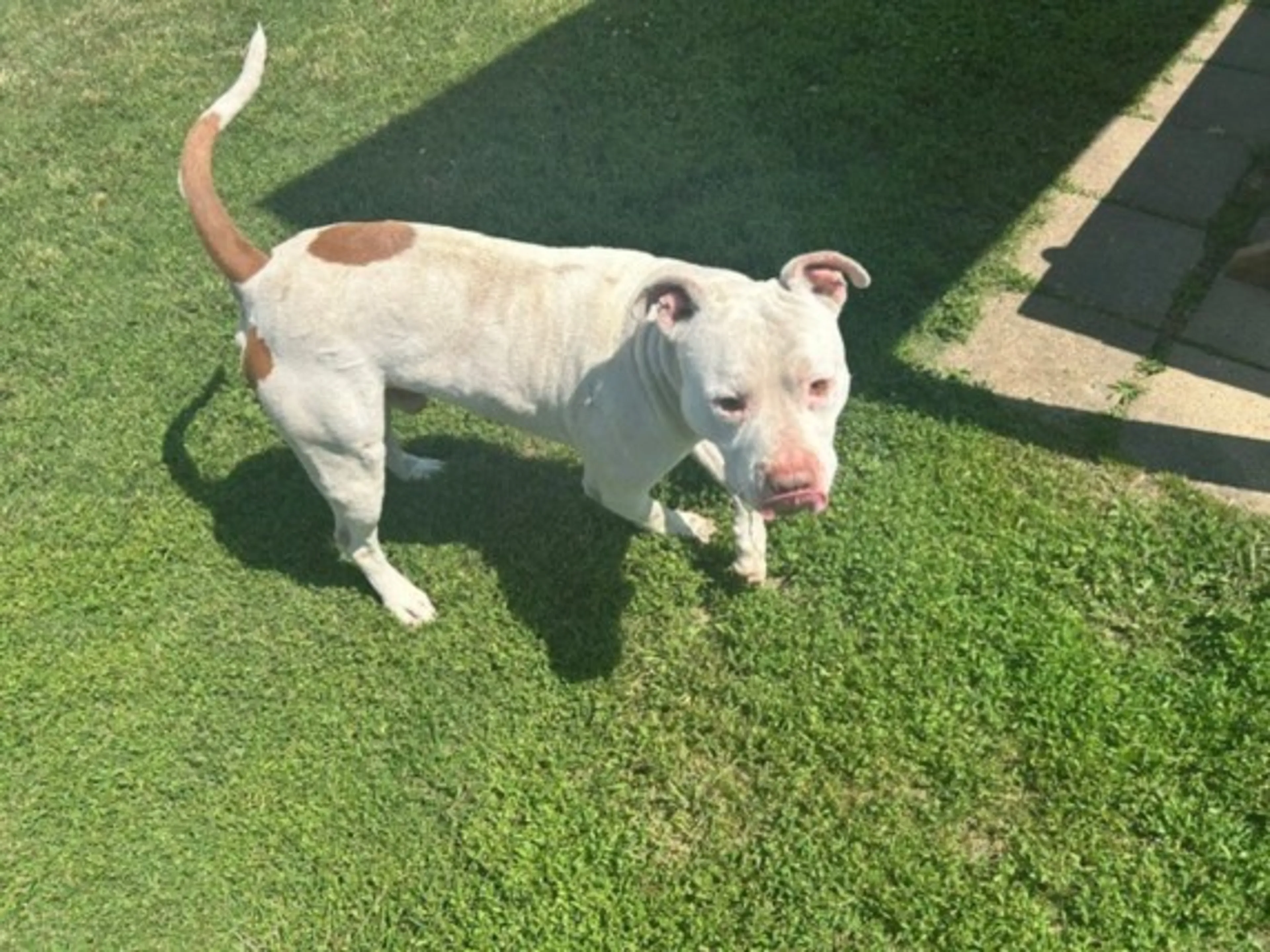 Found pet
