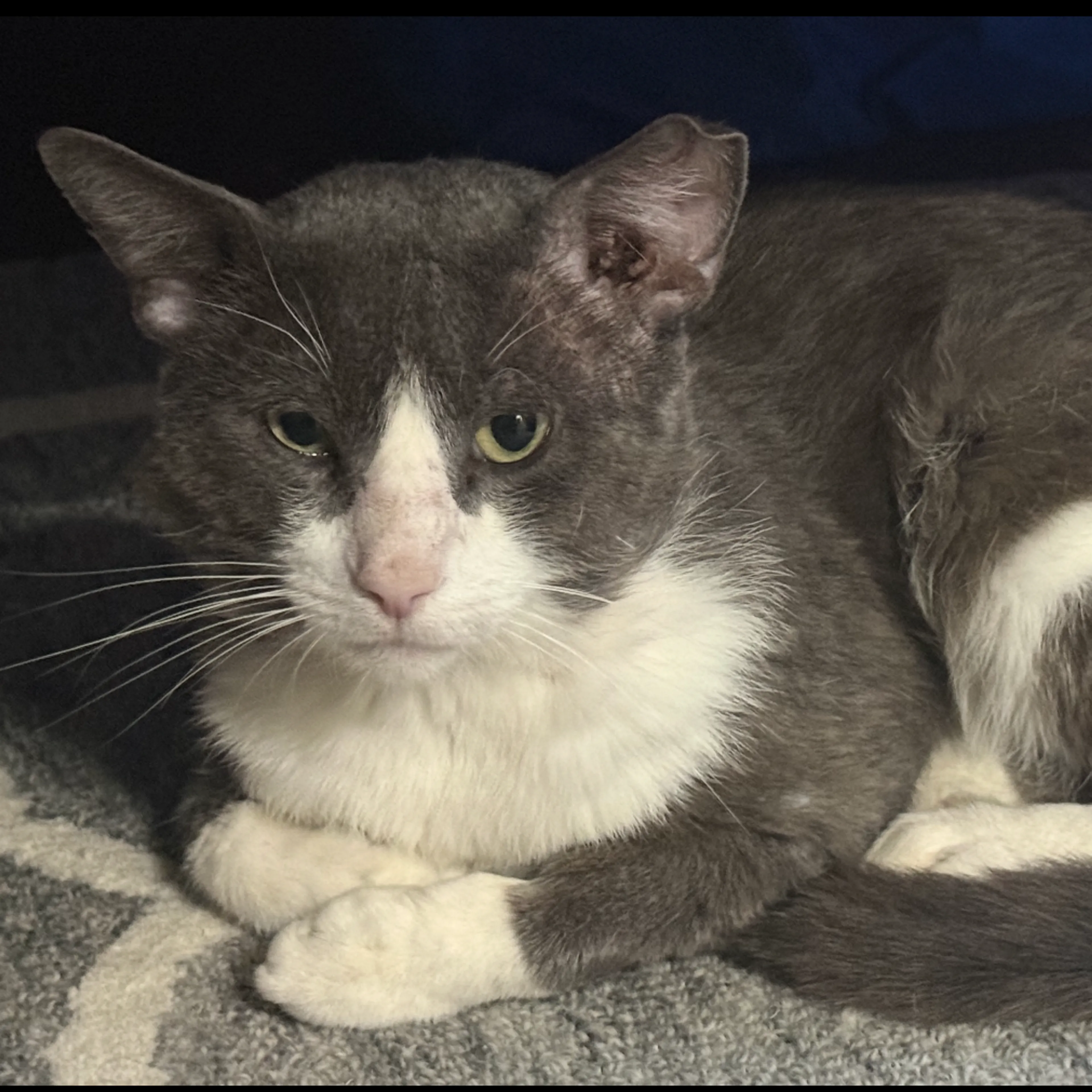 Found pet