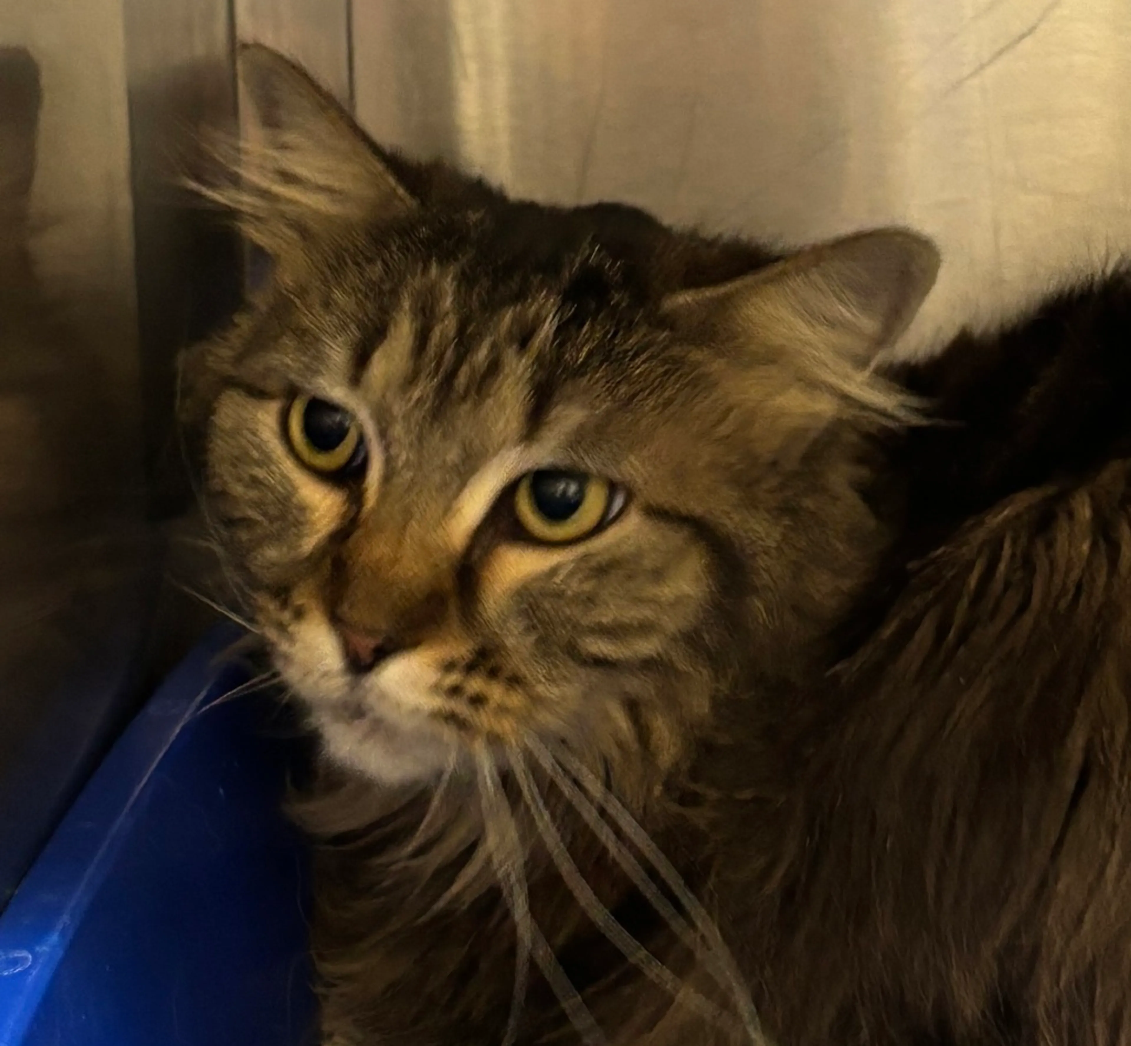Found pet-1