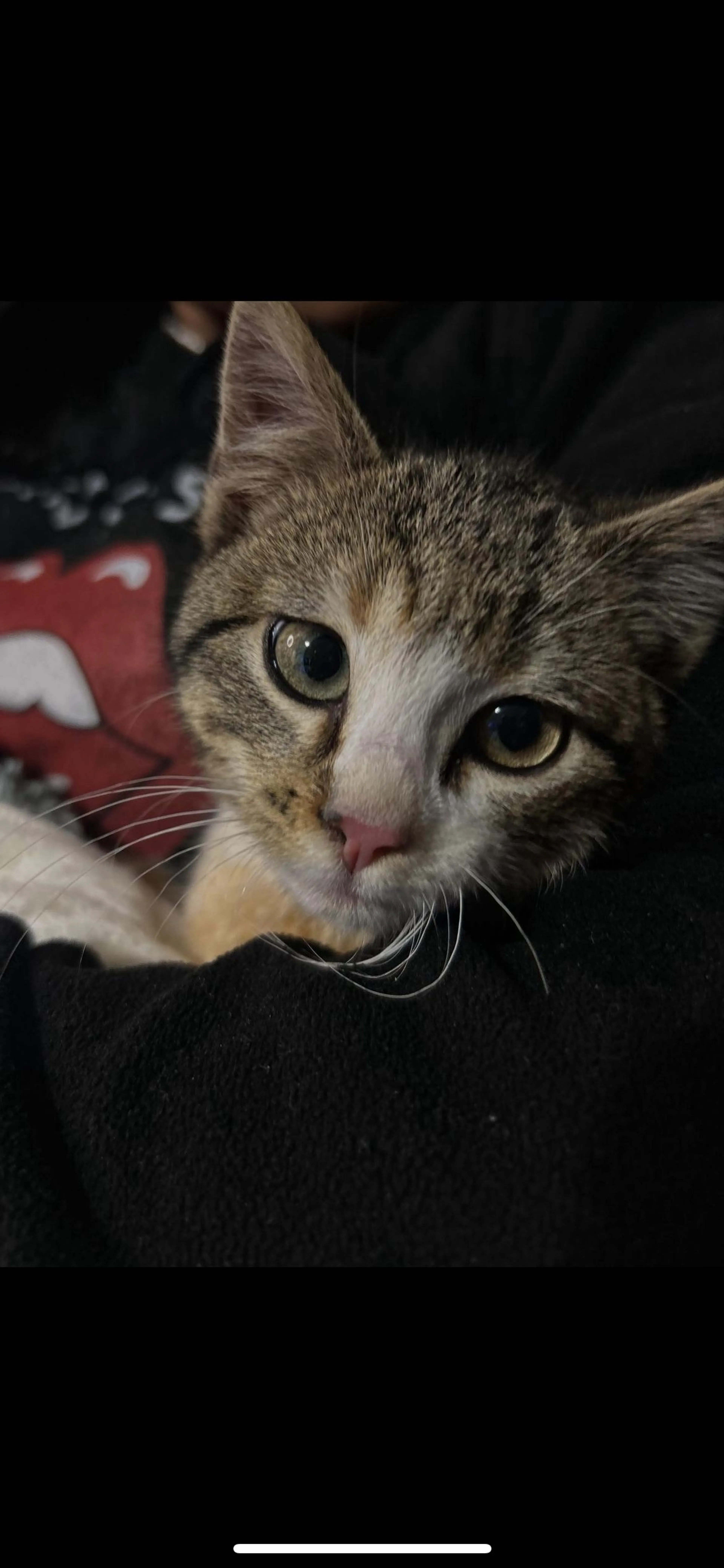 Lost pet-1