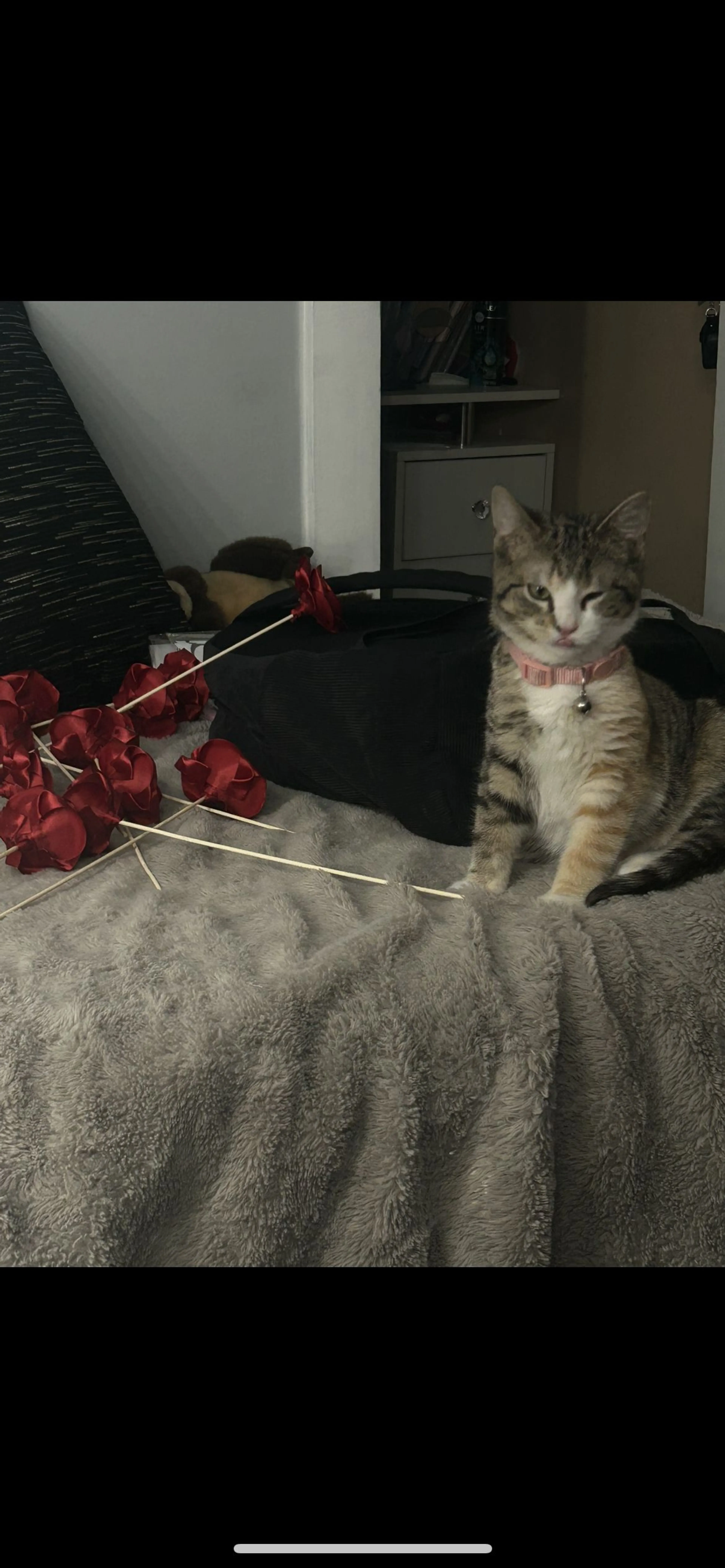 Lost pet-0