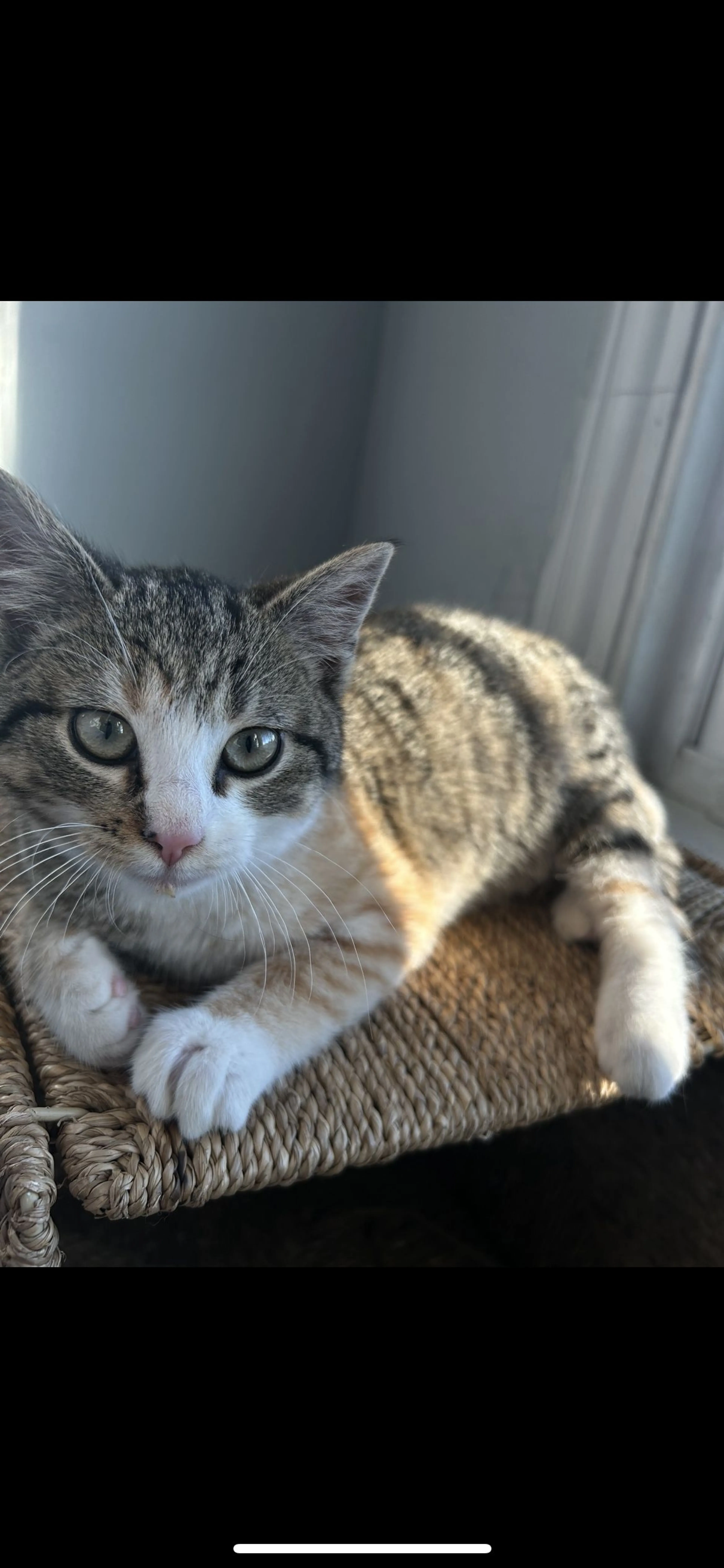 Lost pet-2