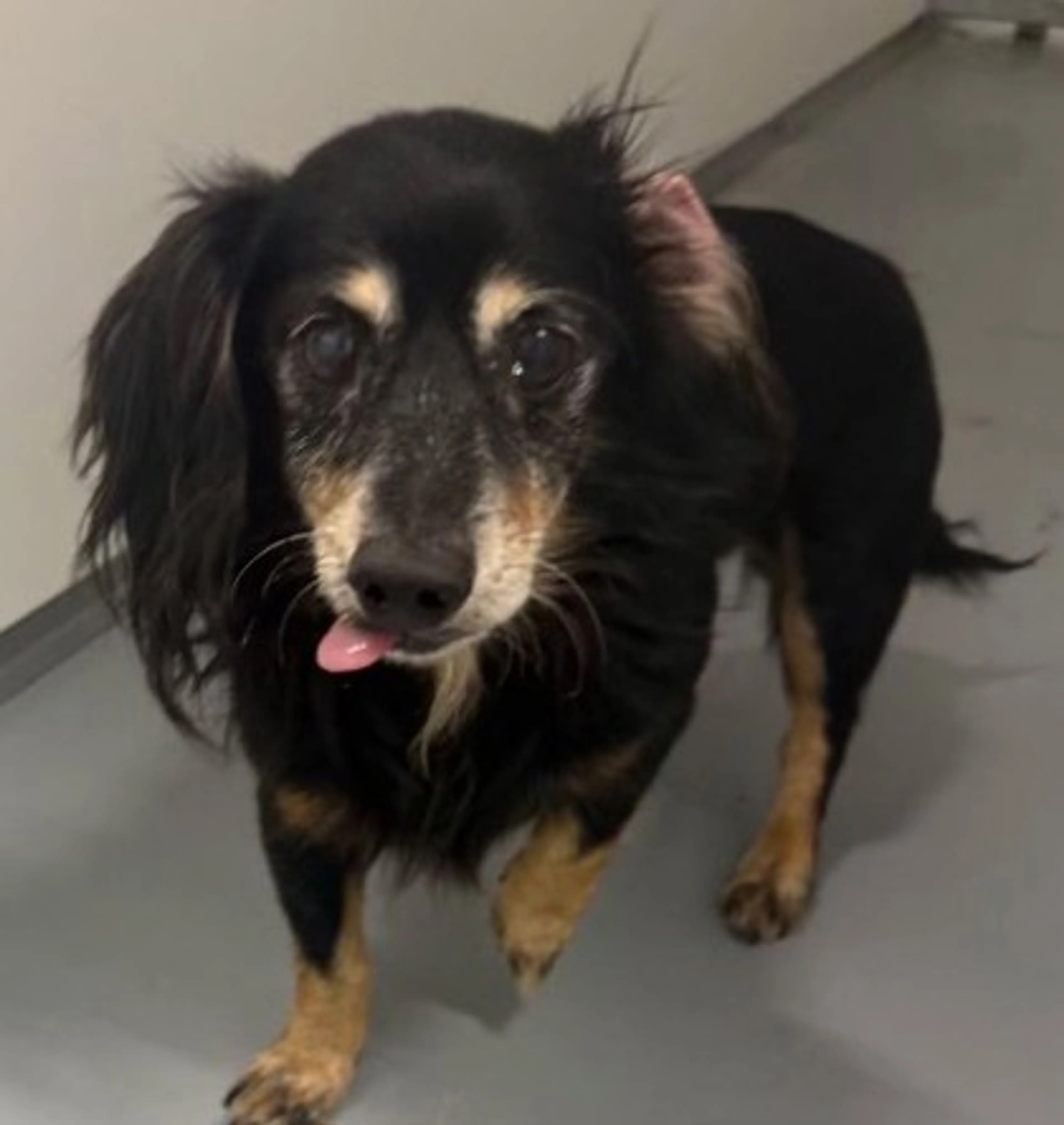 Found pet