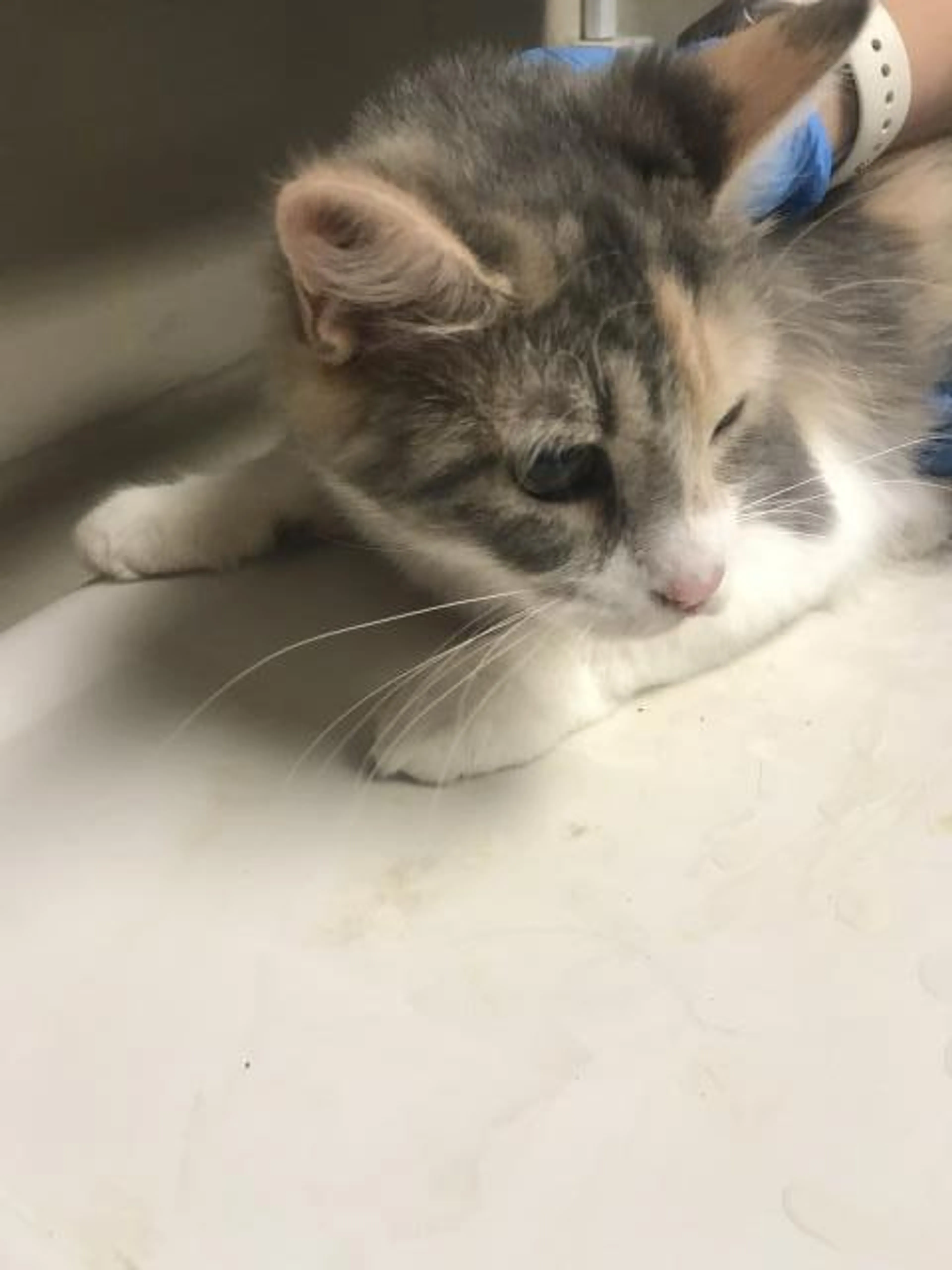 Found pet
